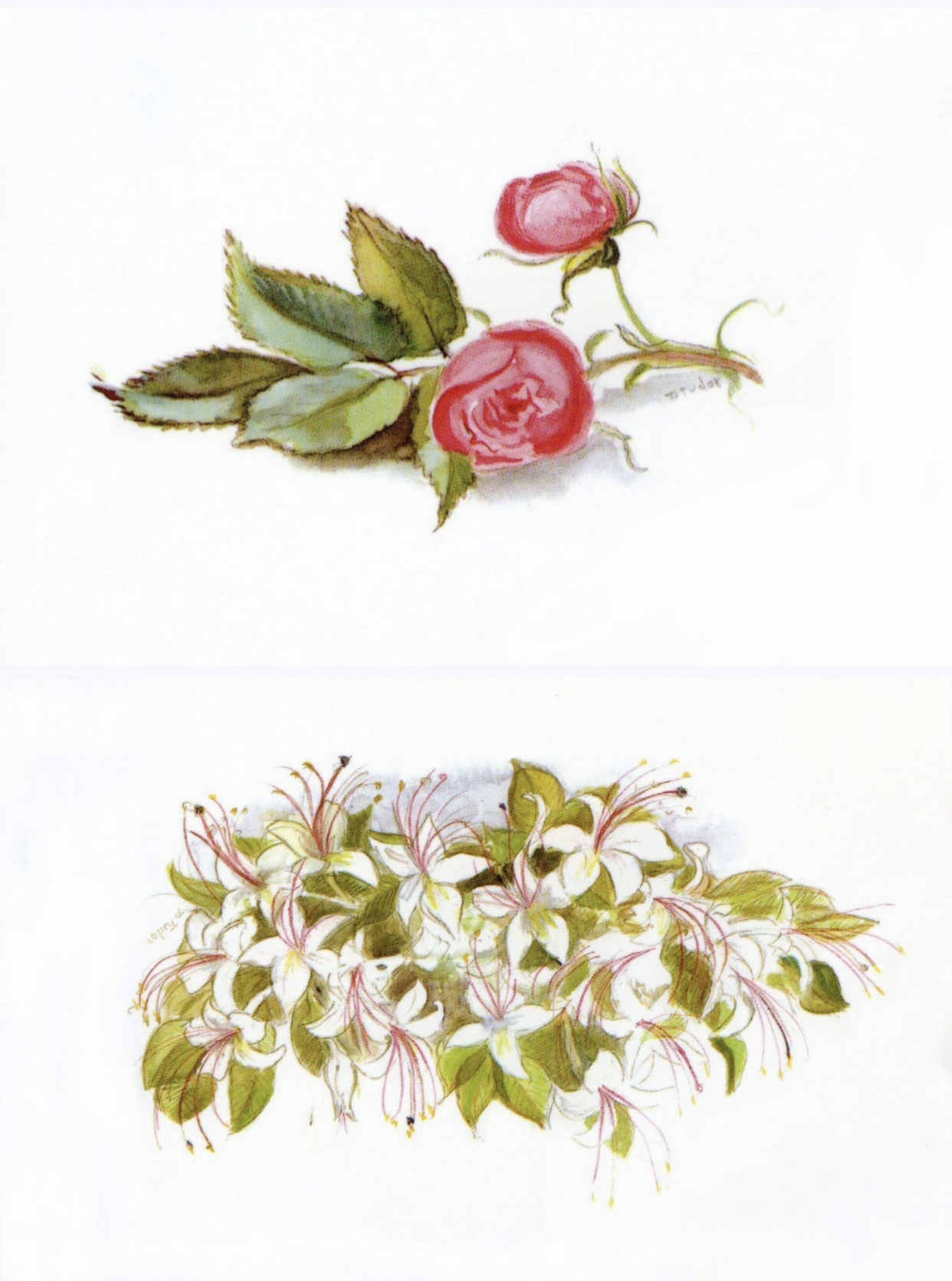 the spring of joy塔莎奶奶绘本