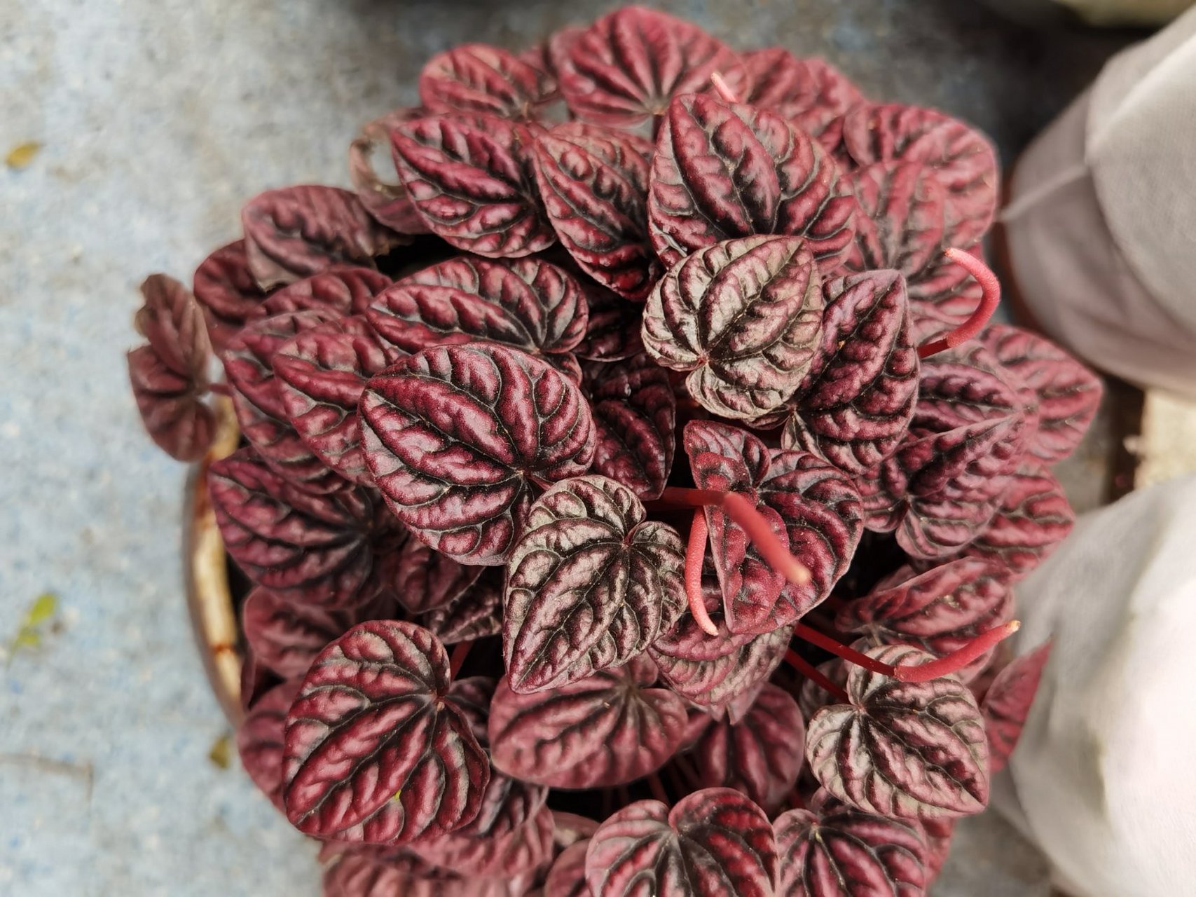 今天在明珠花卉市场看见了皱叶椒草,以前没见过,好好观赏一会儿,问