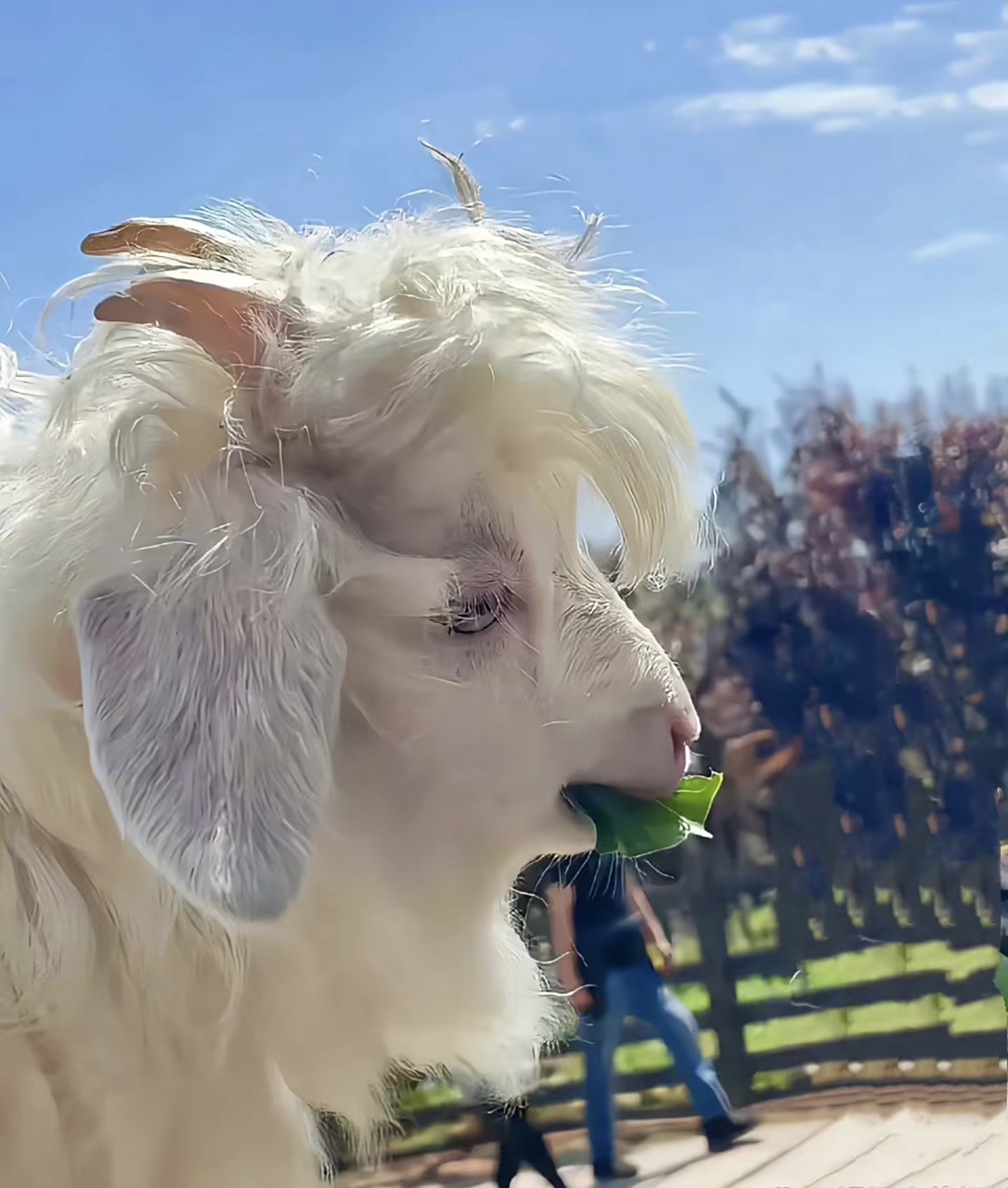 第一次看到这么漂亮的羊.
