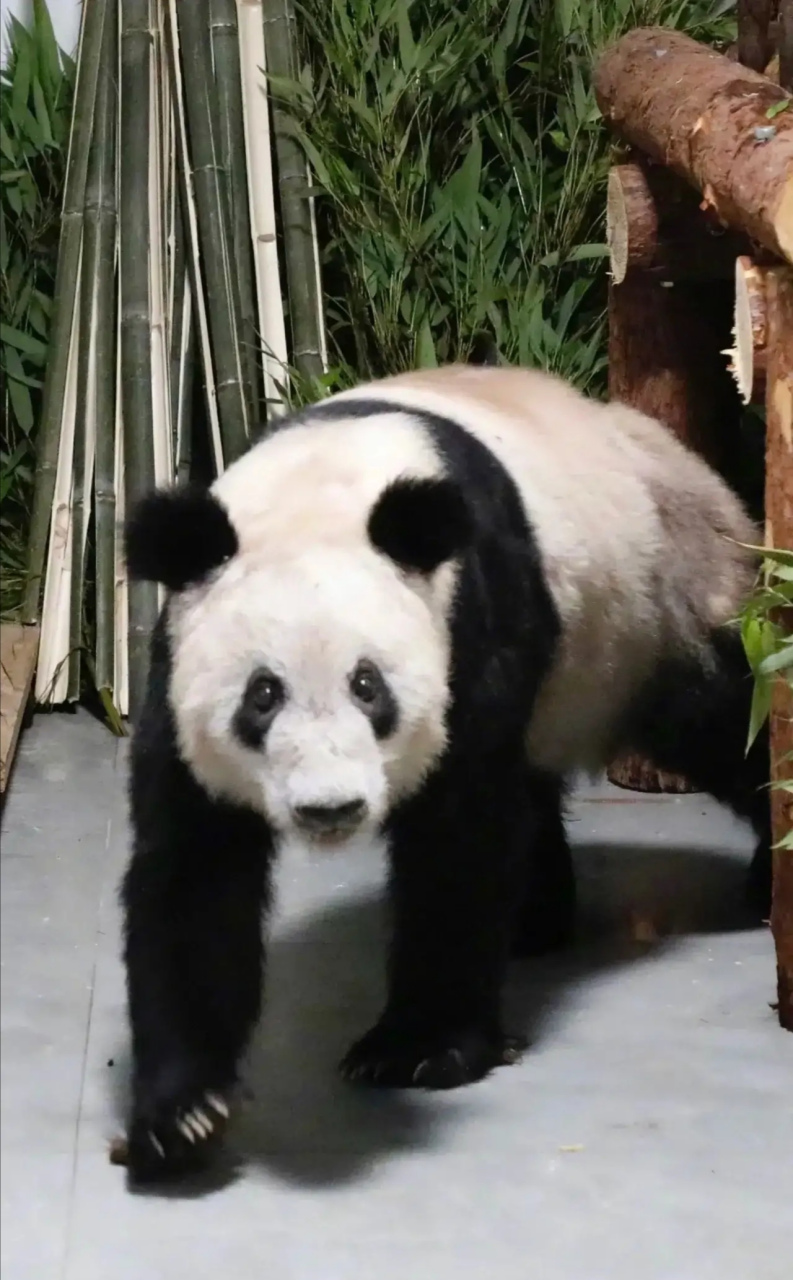 熊猫丫丫最新照片曝光,狠狠打了美国孟菲斯动物园的脸