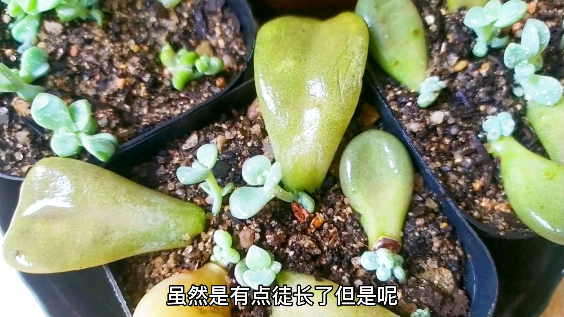 多肉叶插苗什么时候移栽最好?根据实际情况决定,春秋两季最合适