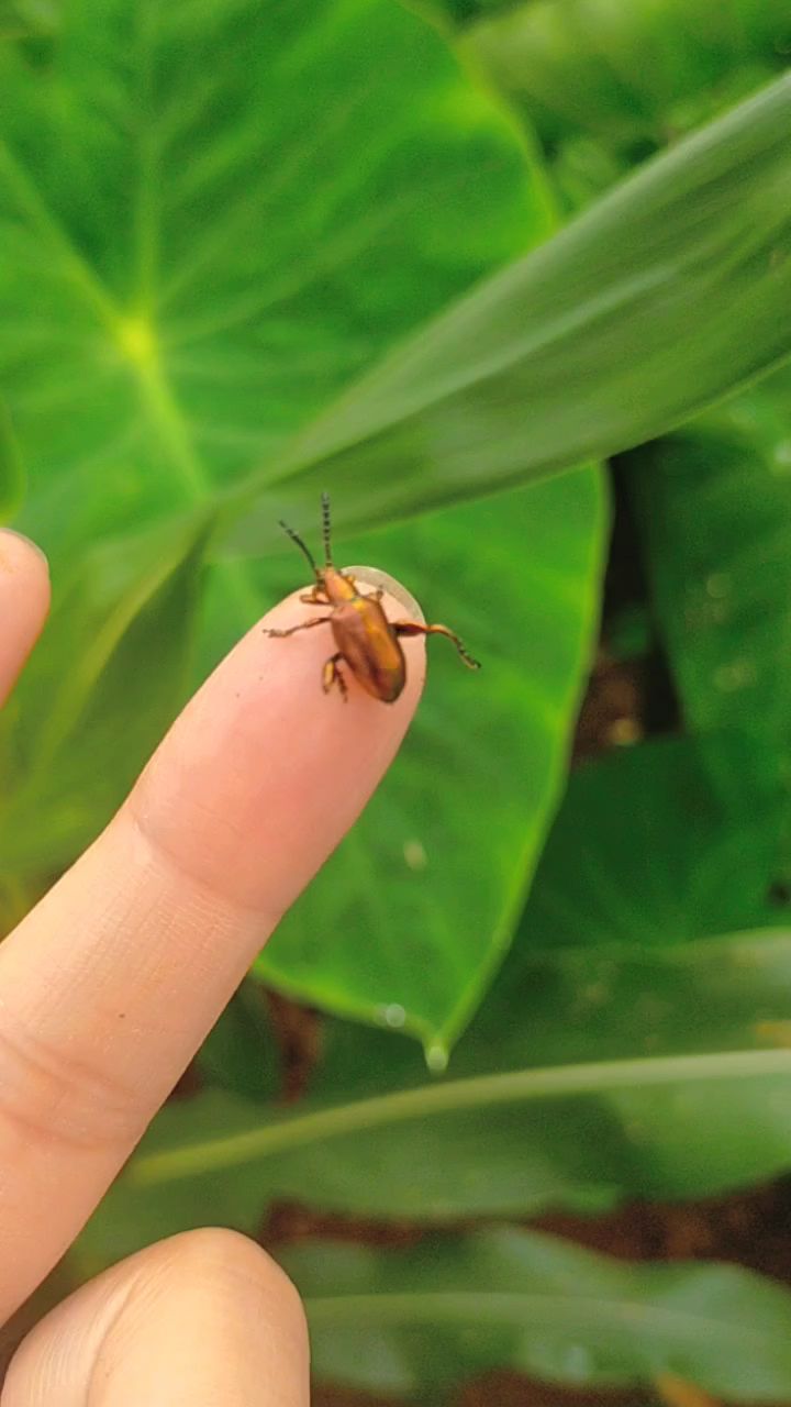 豆架上的亮晶虫是害虫也是我们儿时的玩具67抓回去用线拴着可以玩