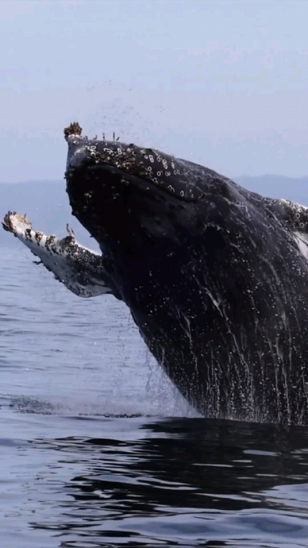 跃出水面的巨大座头鲸