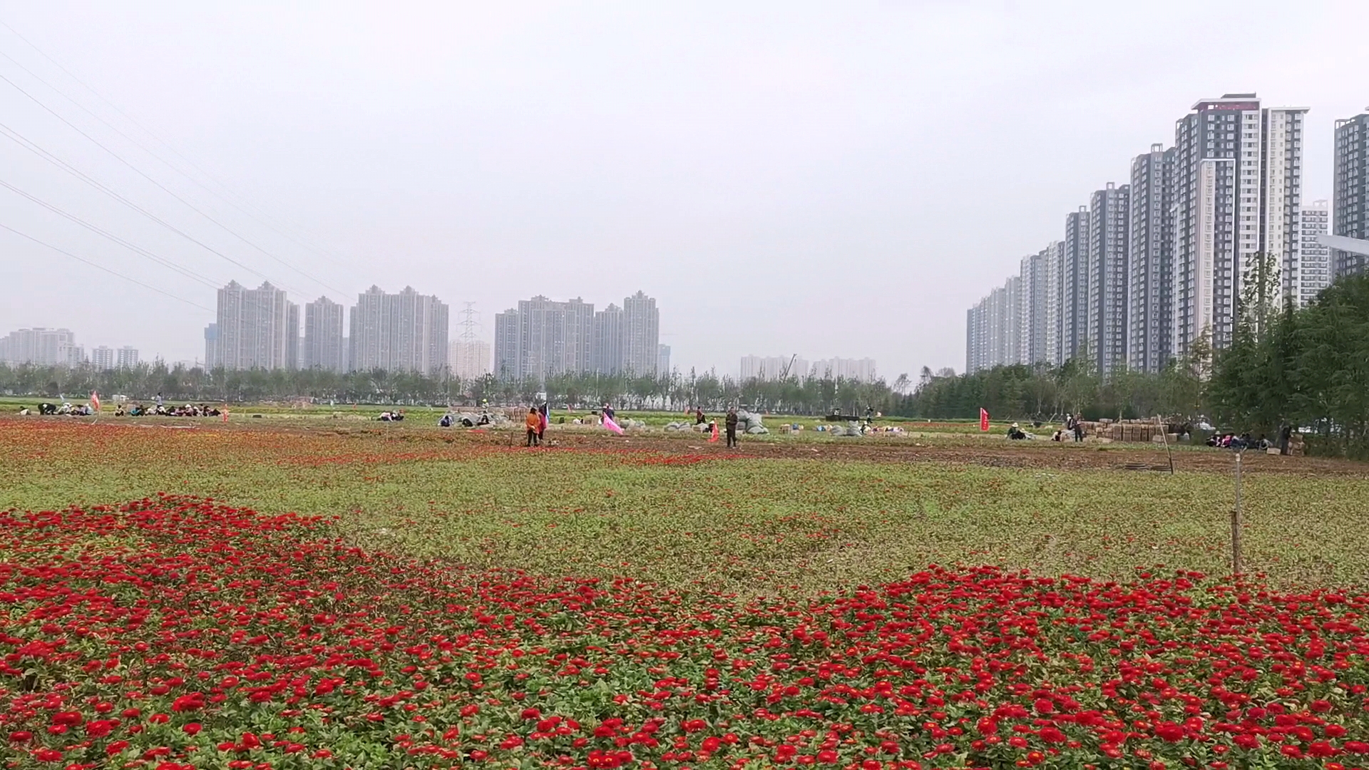 西安最大花卉种植基地图片