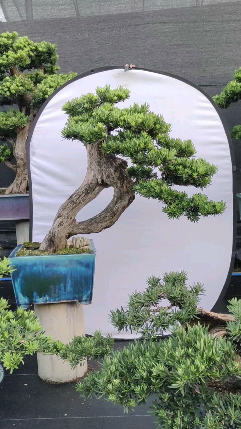 这么独特的菊花心罗汉松实属难得