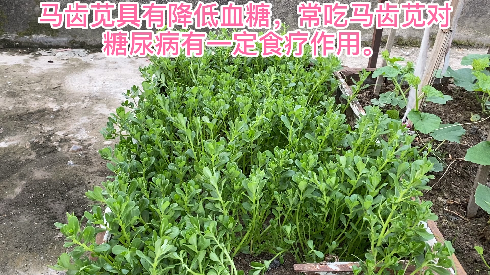 楼顶种的马齿苋长的太快了
