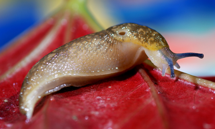 蛞蝓是蜗牛吗