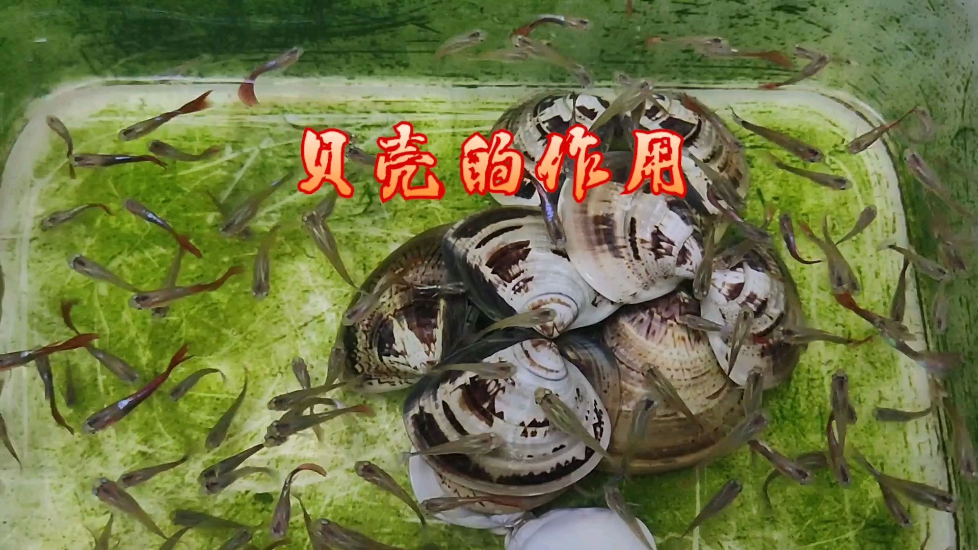 孔雀鱼缸里放贝壳,除了藏身和装饰,还有这个作用,你知道吗?
