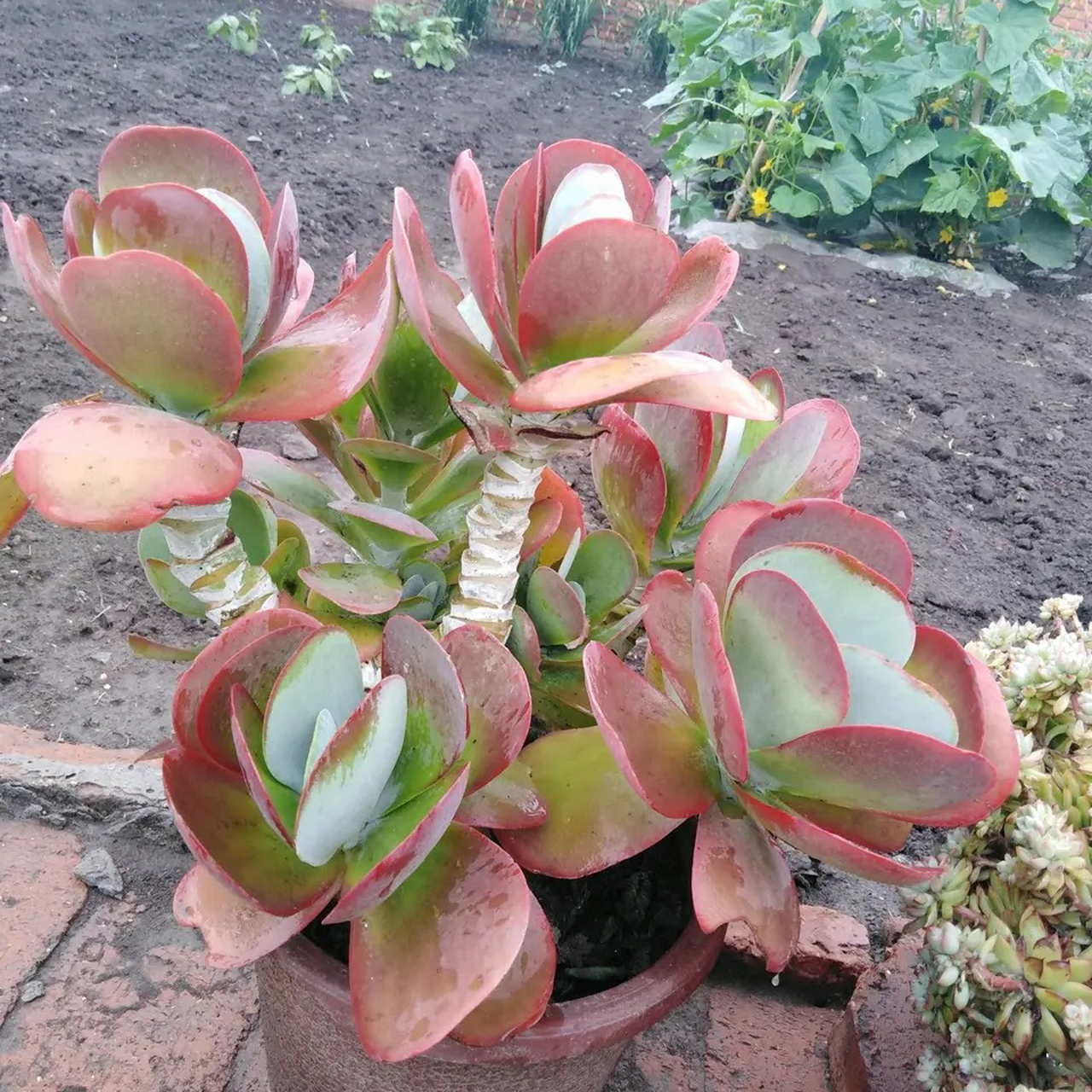 吉林花友分享,雨后的唐印,格外鲜艳