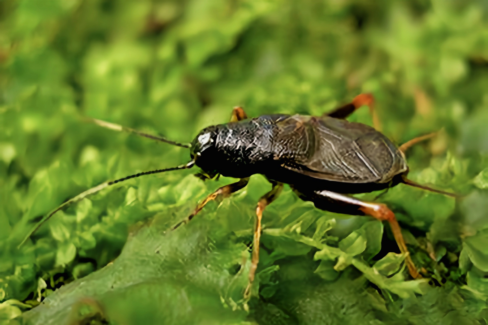 每天认识一种昆虫——刻点铁蟋 刻点铁蟋别名馨蛉,铁弹子,革翅铁蟋,是