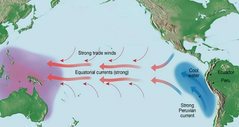 将大量表面海水吹离海岸,位于深层的海水向上移动形成上升补偿流