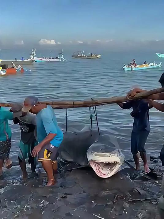 渔民捕获到一条大鲨鱼,需要6个人才能抬动,太震撼了
