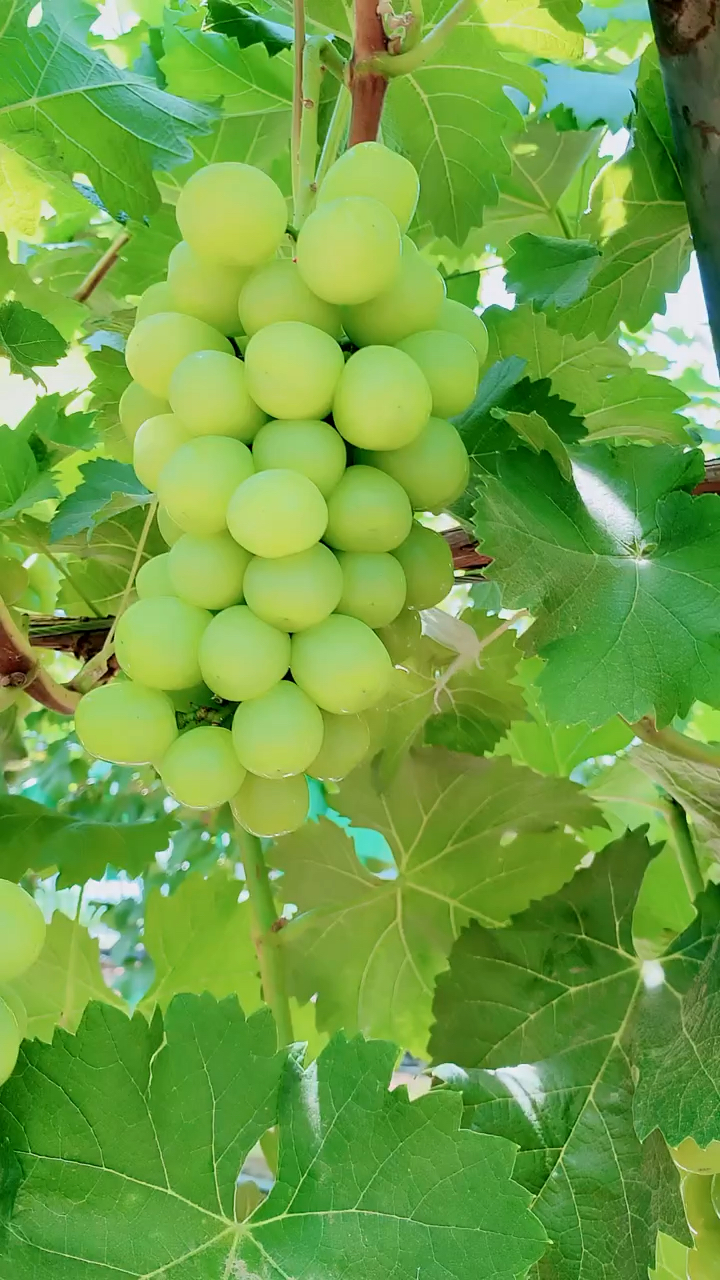 阳光十三葡萄苗 植株长势旺盛耐严寒抗干旱 早实丰产性强-度小视