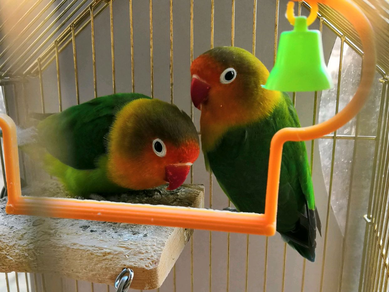 笼中鹦鹉难展翅