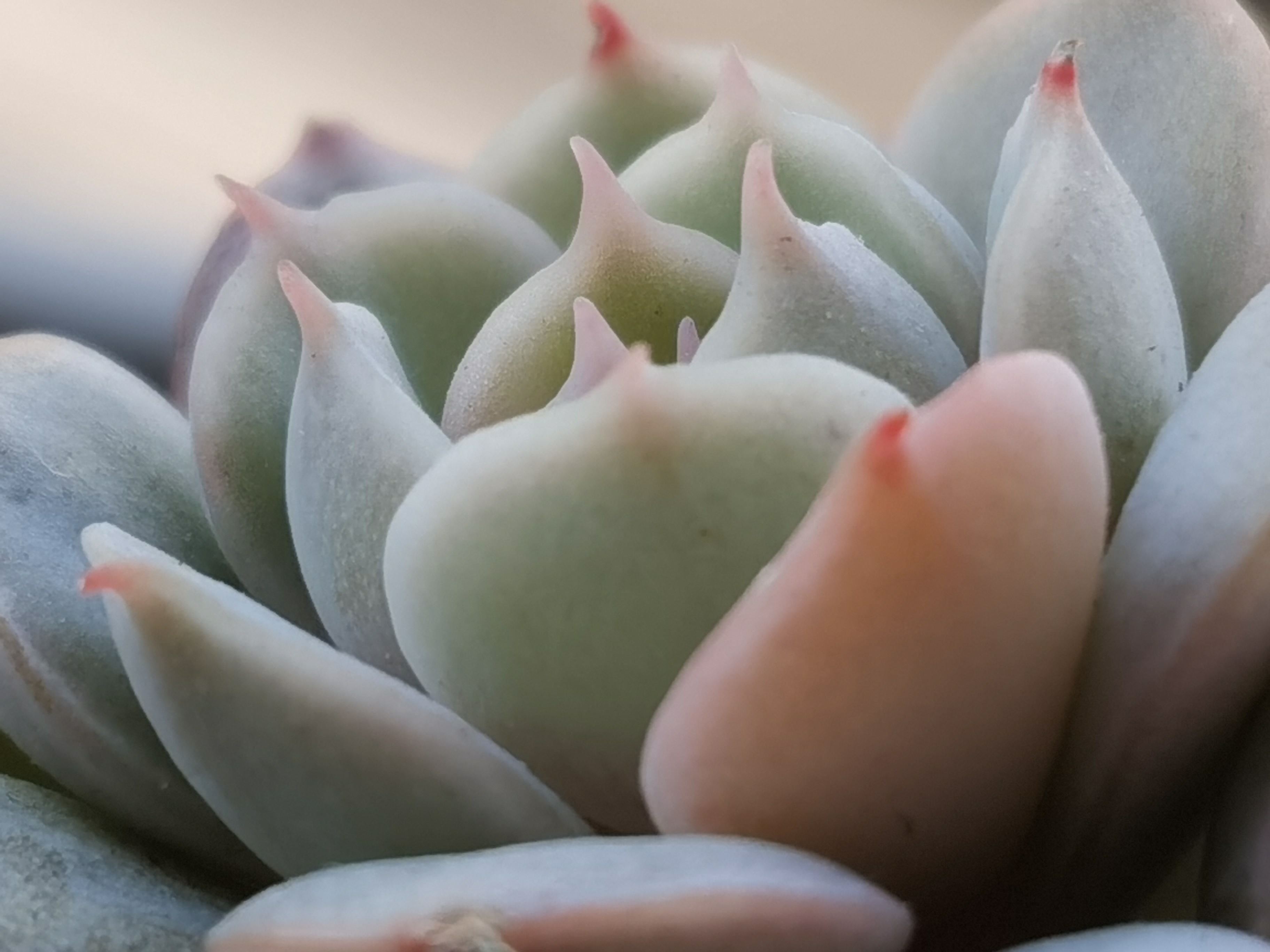 雪域蓝巴黎浪漫的名字