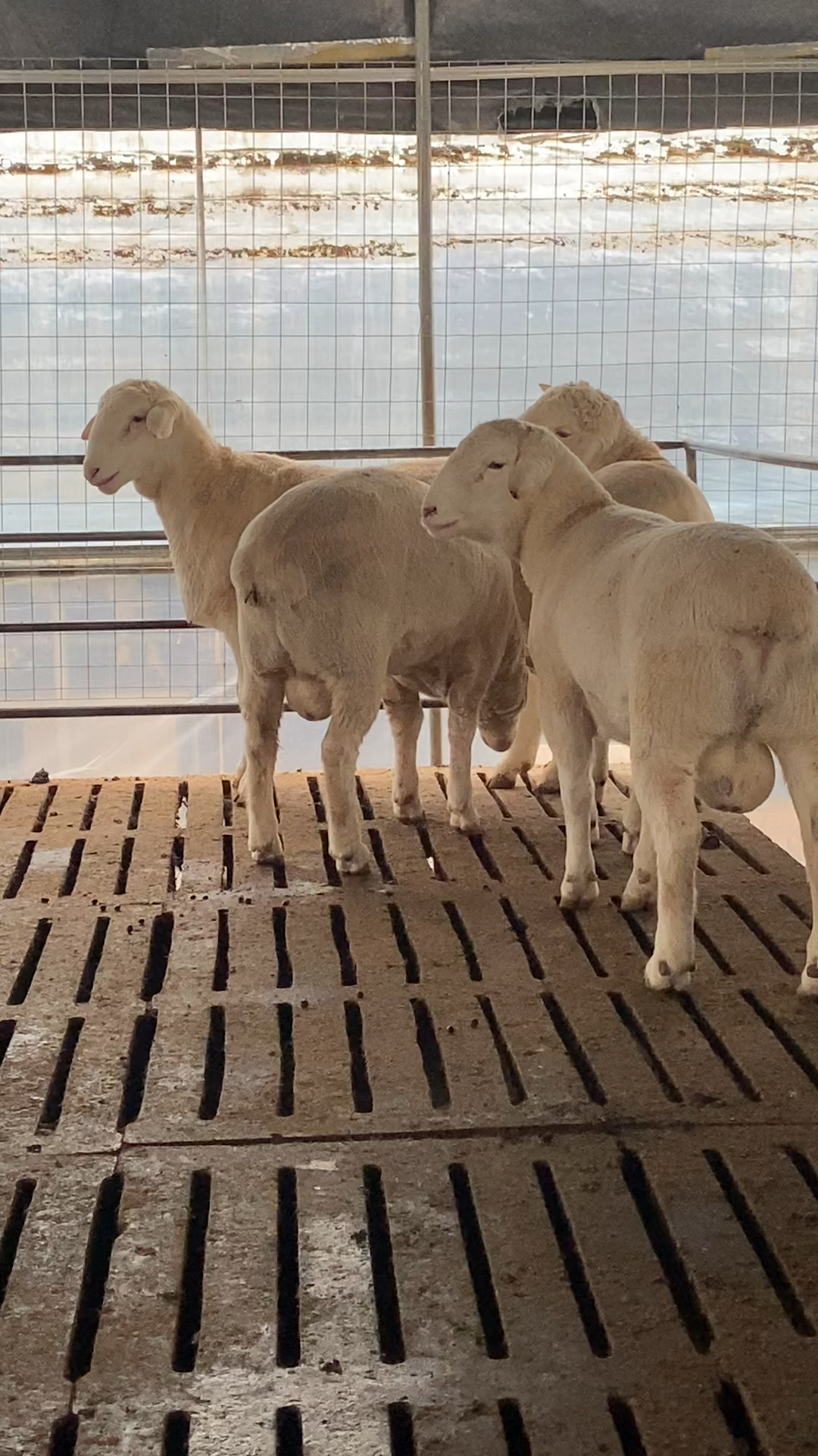 澳洲白绵羊,澳洲白绵羊养殖场