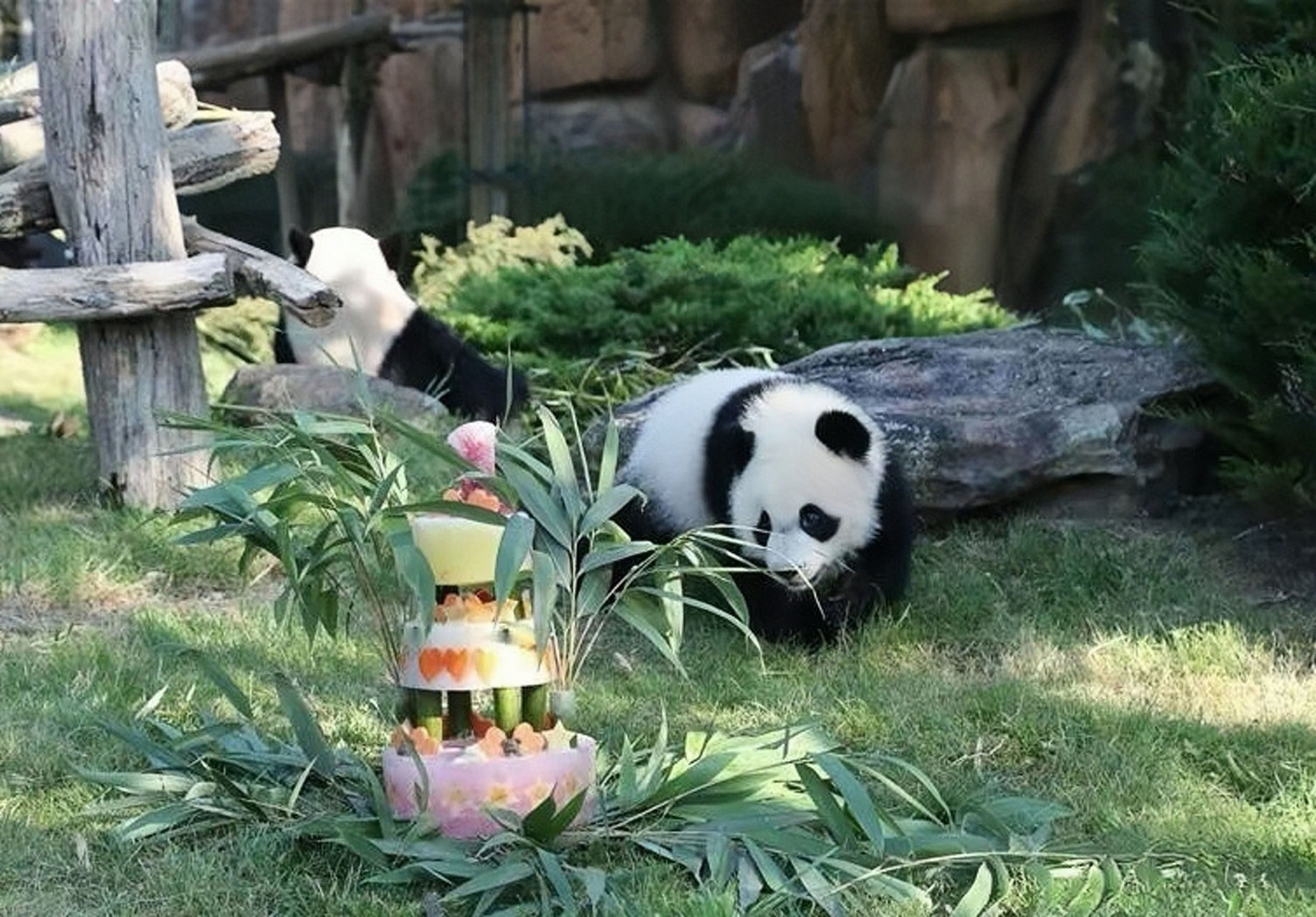 大熊猫圆梦,生日2017年8月4日,出生于法国博瓦勒野生动物园,它是首