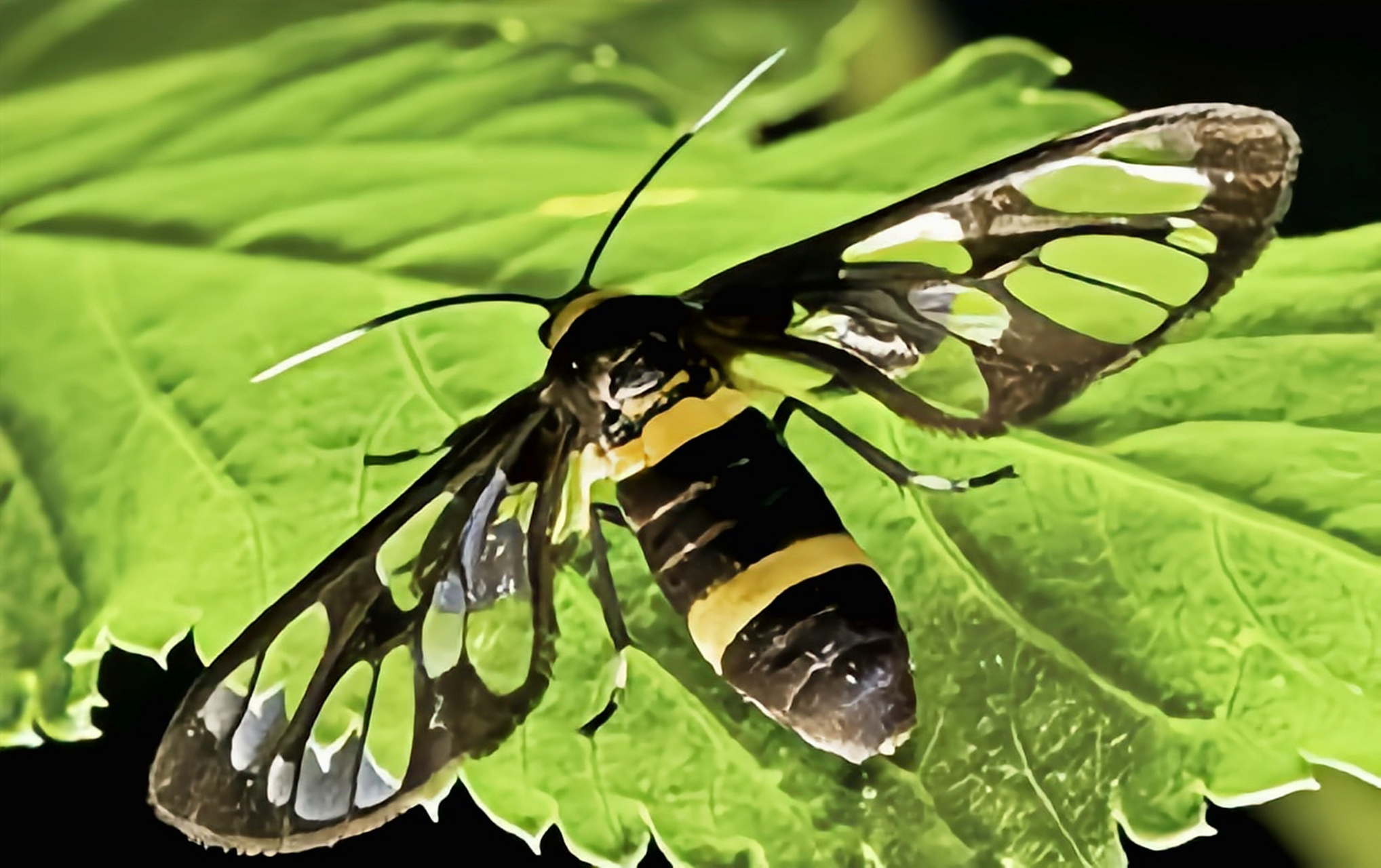 每天认识一种昆虫——透翅蛾 透翅蛾是鳞翅目,透翅蛾科昆虫的通称