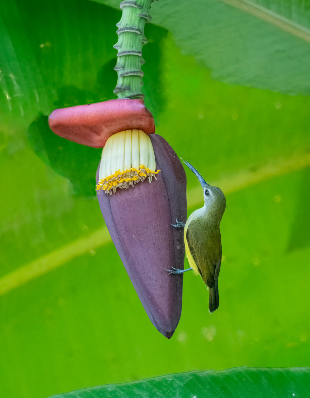 长嘴捕蛛鸟 长嘴捕蛛鸟最爱取食芭蕉的花蜜,盛夏时节版纳植物园的芭蕉