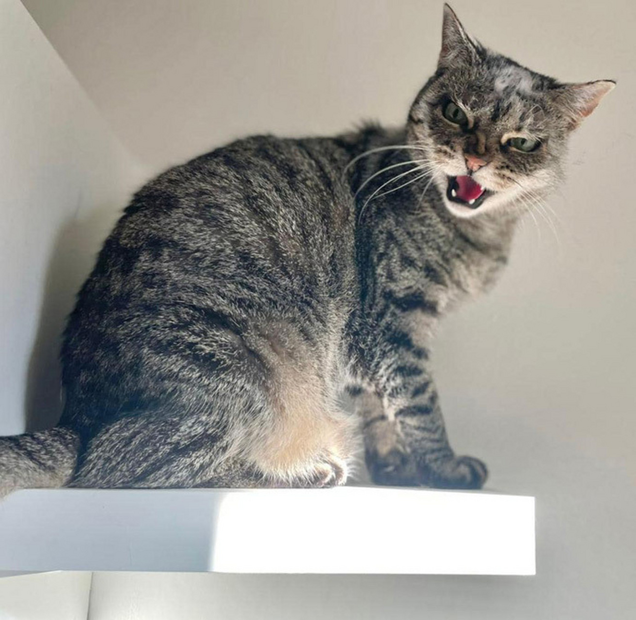 一只天生刀眼的猫咪,不敢惹真的不敢惹![左捂脸]