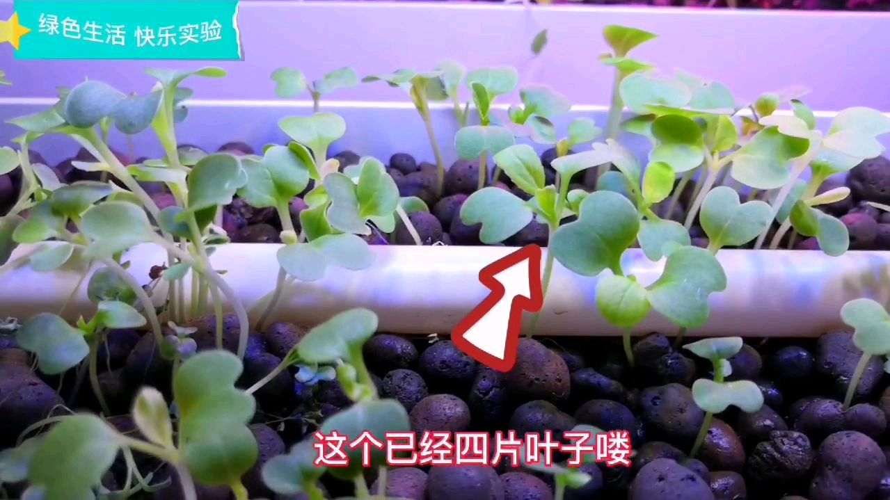 小白菜在有光和弱光下生长对比,听着音乐仔细看吧