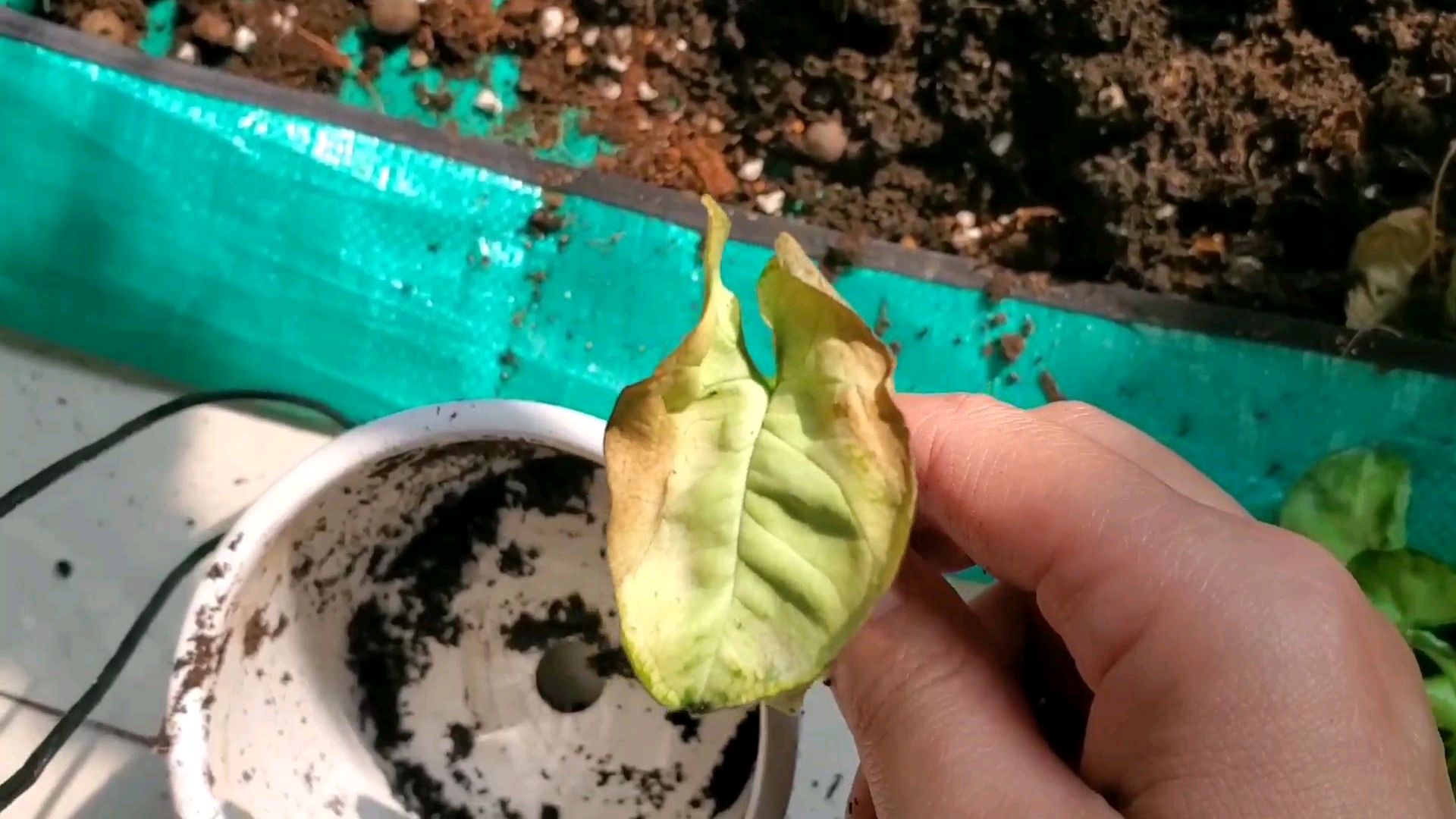 家里的植物越长越小,干边焦叶子怎么办?别等了,赶紧换土!