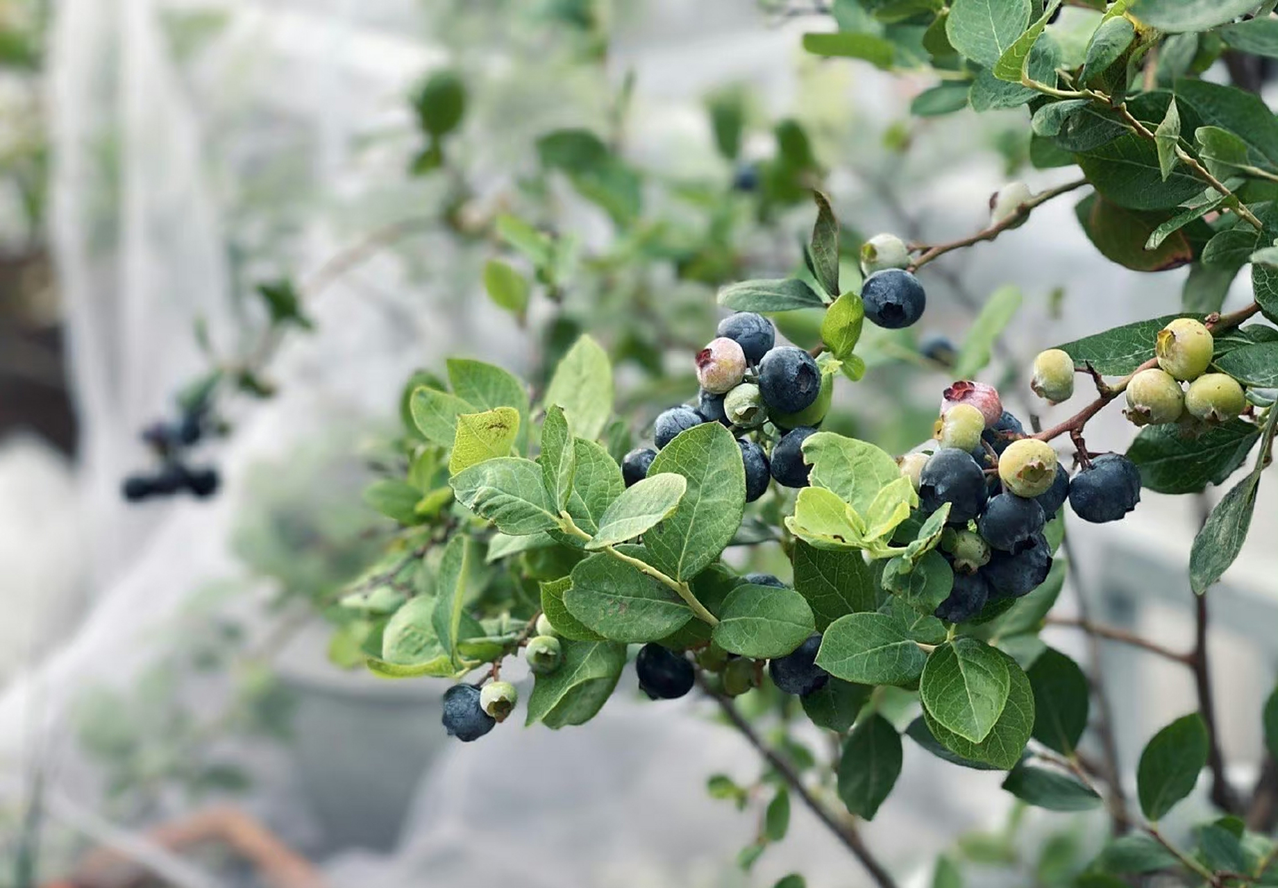 【2023的初夏】08【蓝莓夏普蓝】熟了08