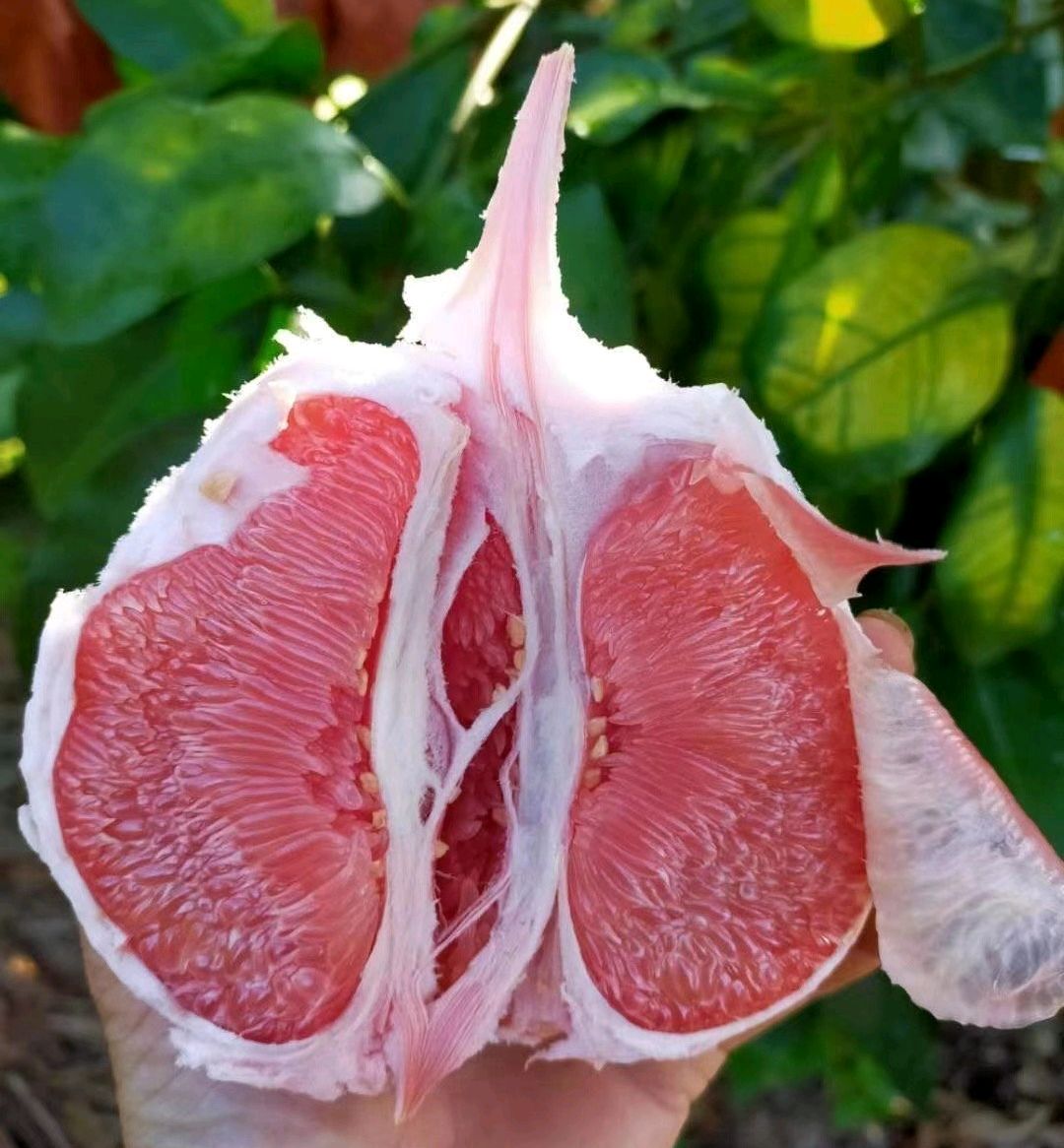 红美人柚子图片