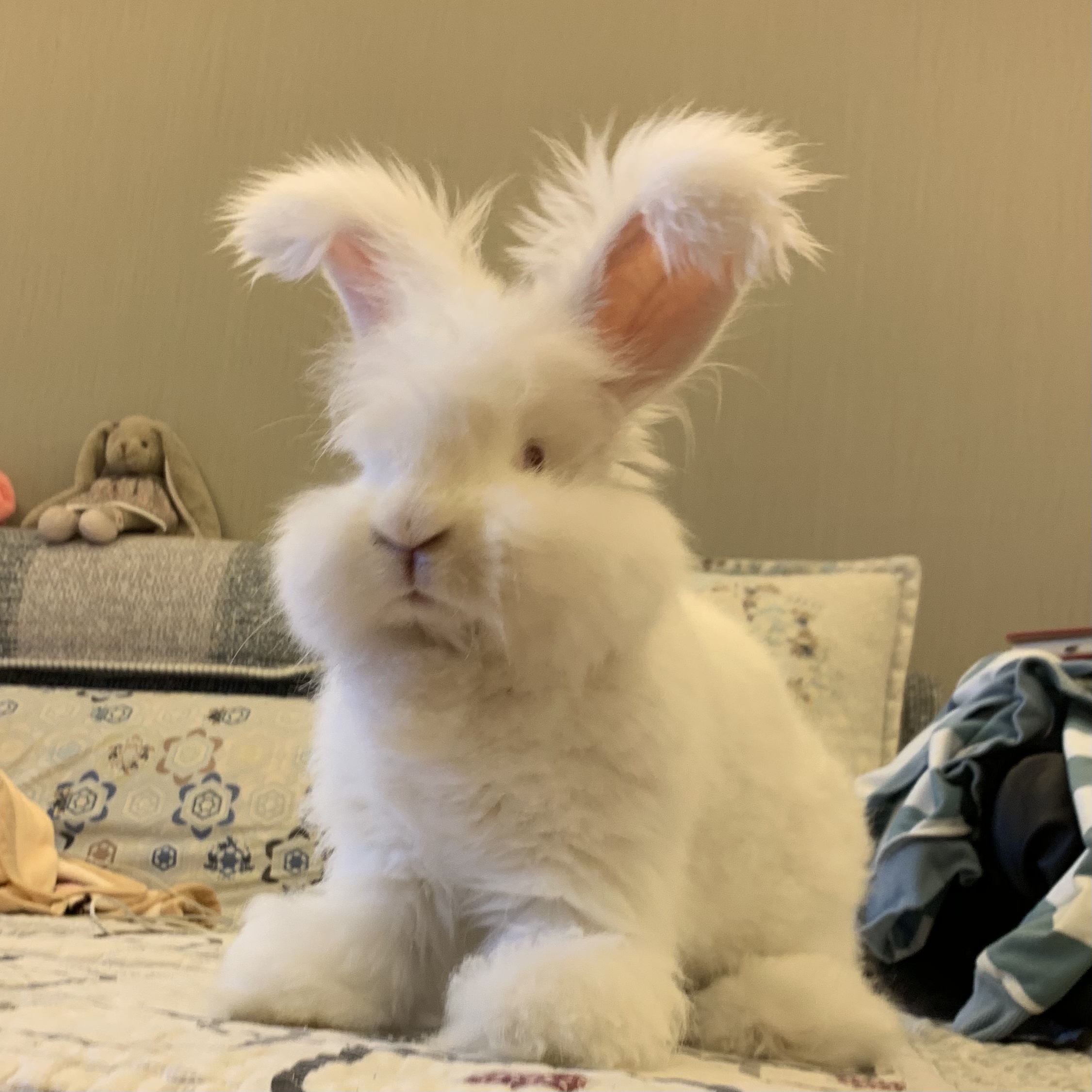 安哥拉兔长毛兔的毛需要经常剪吗