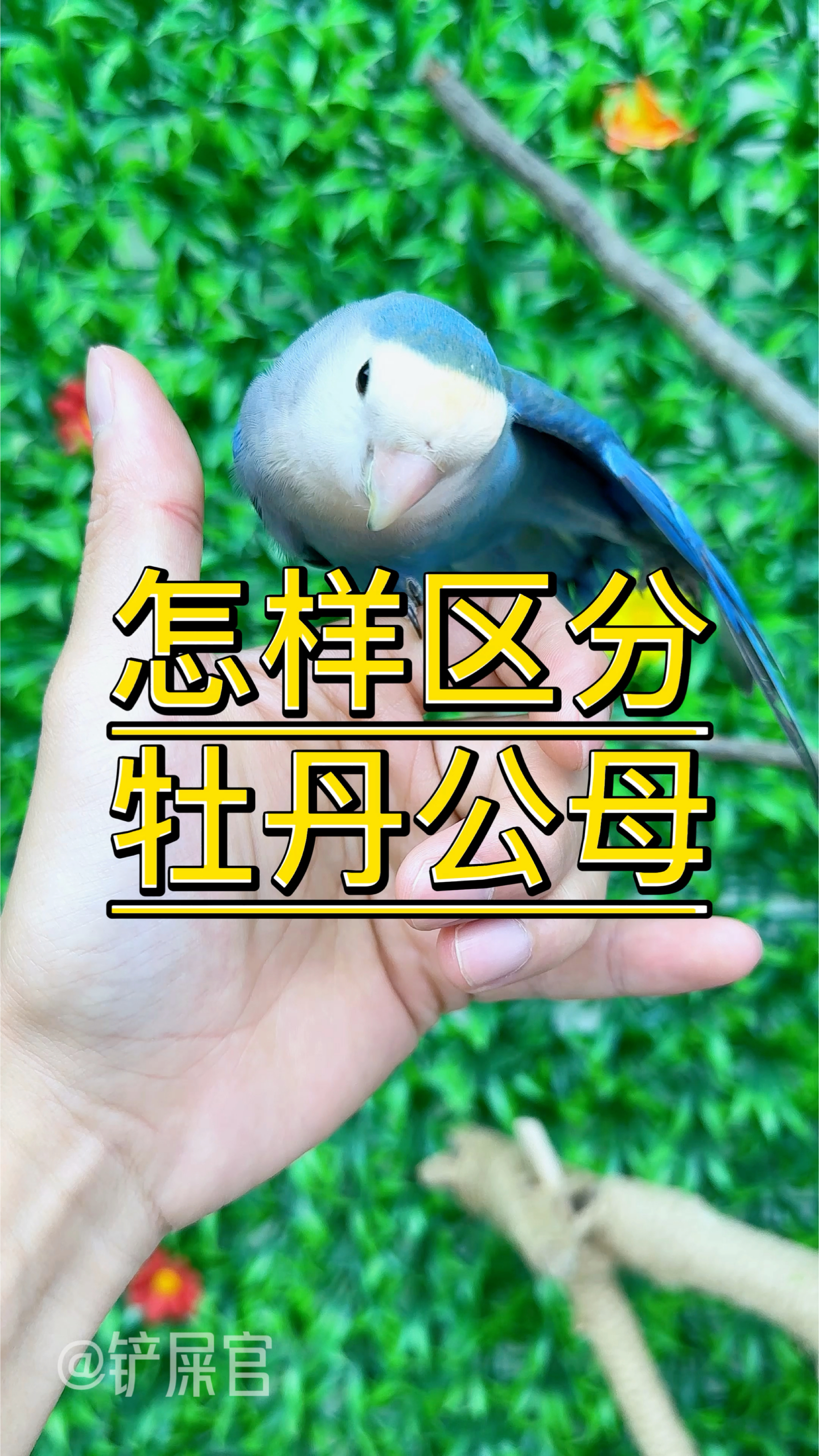 牡丹鹦鹉怎么区分公母