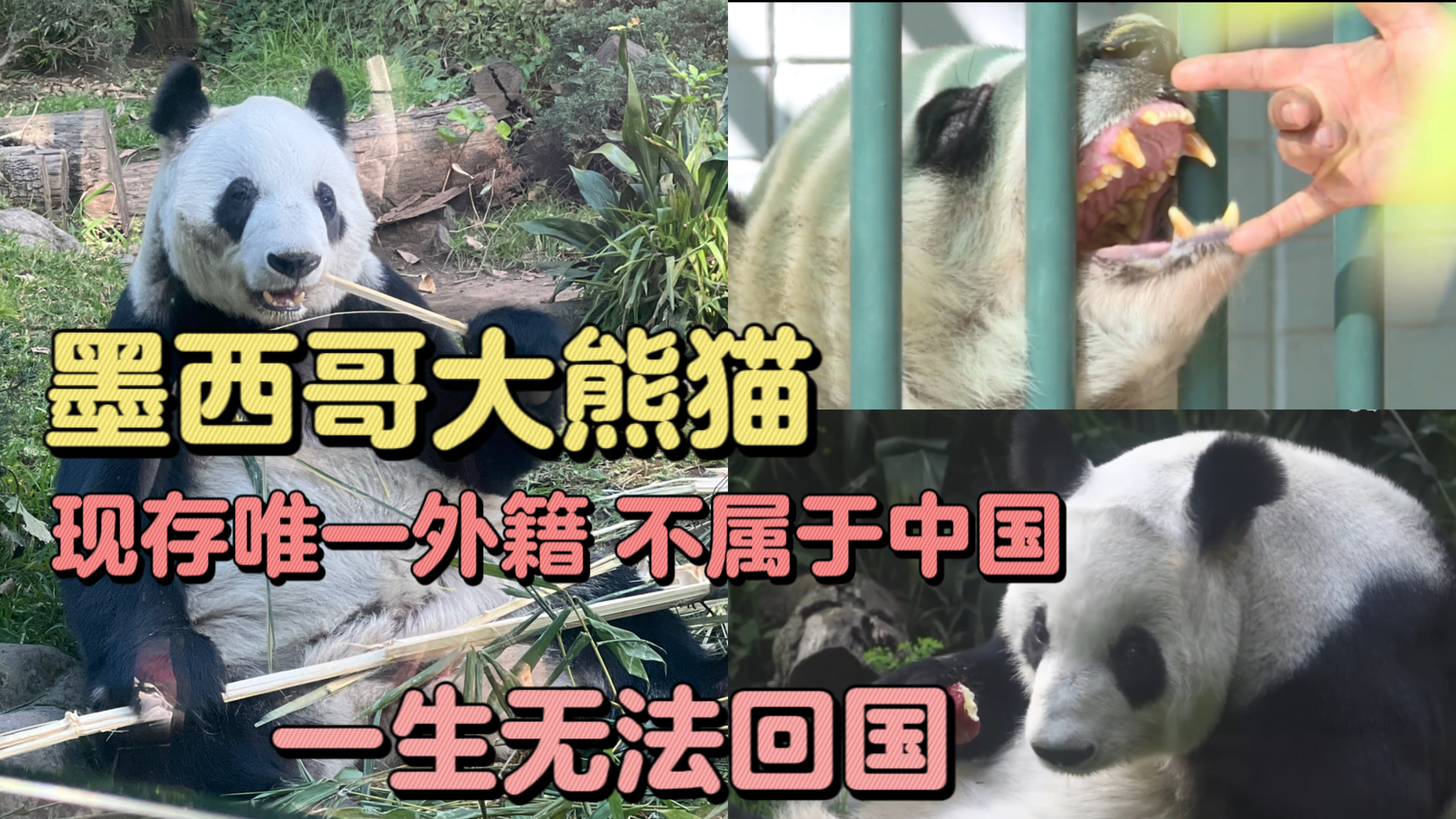 现存唯一不属于中国的大熊猫,墨西哥籍大熊猫欣欣一生无法回国