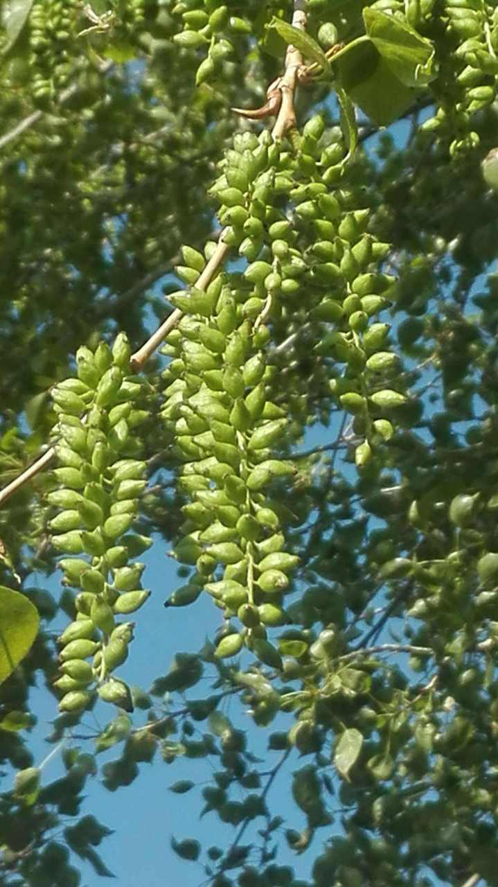 今天看到一条新闻,说是小时候没有这么多杨树毛毛漫天飞舞,而是掉地上