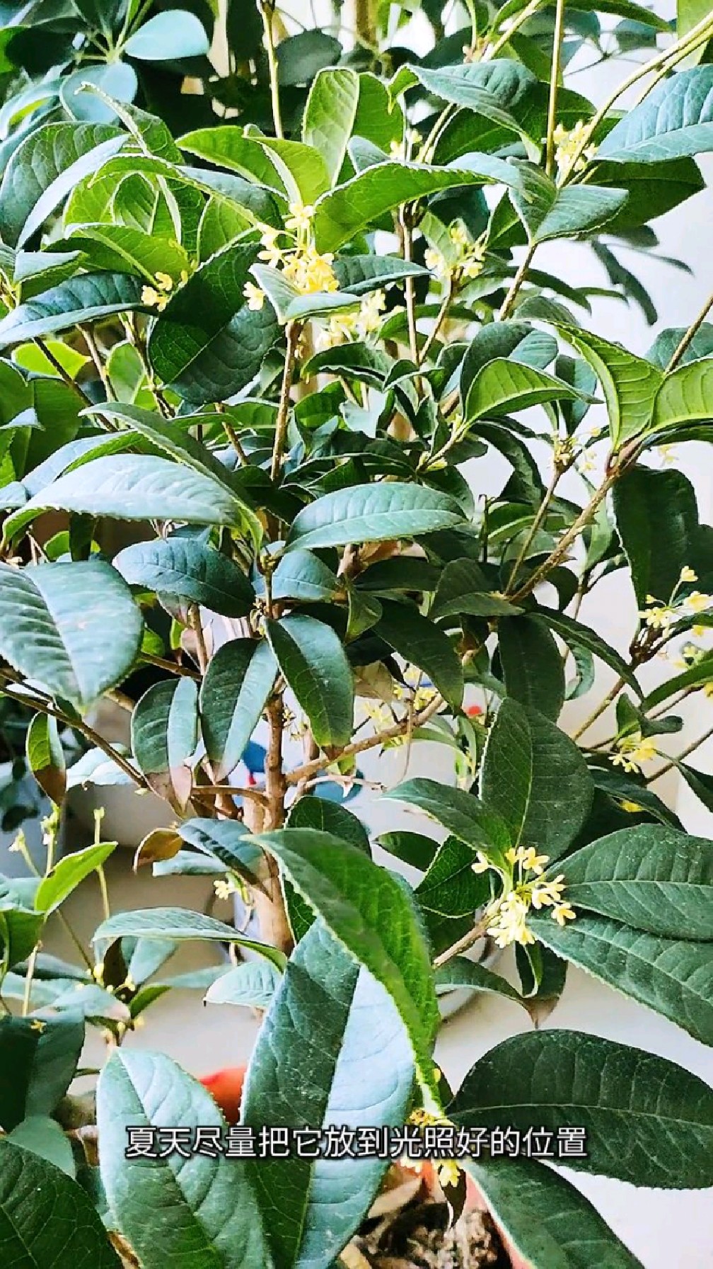 夏季養桂花,做好這三個養護要點,桂花花開滿枝頭