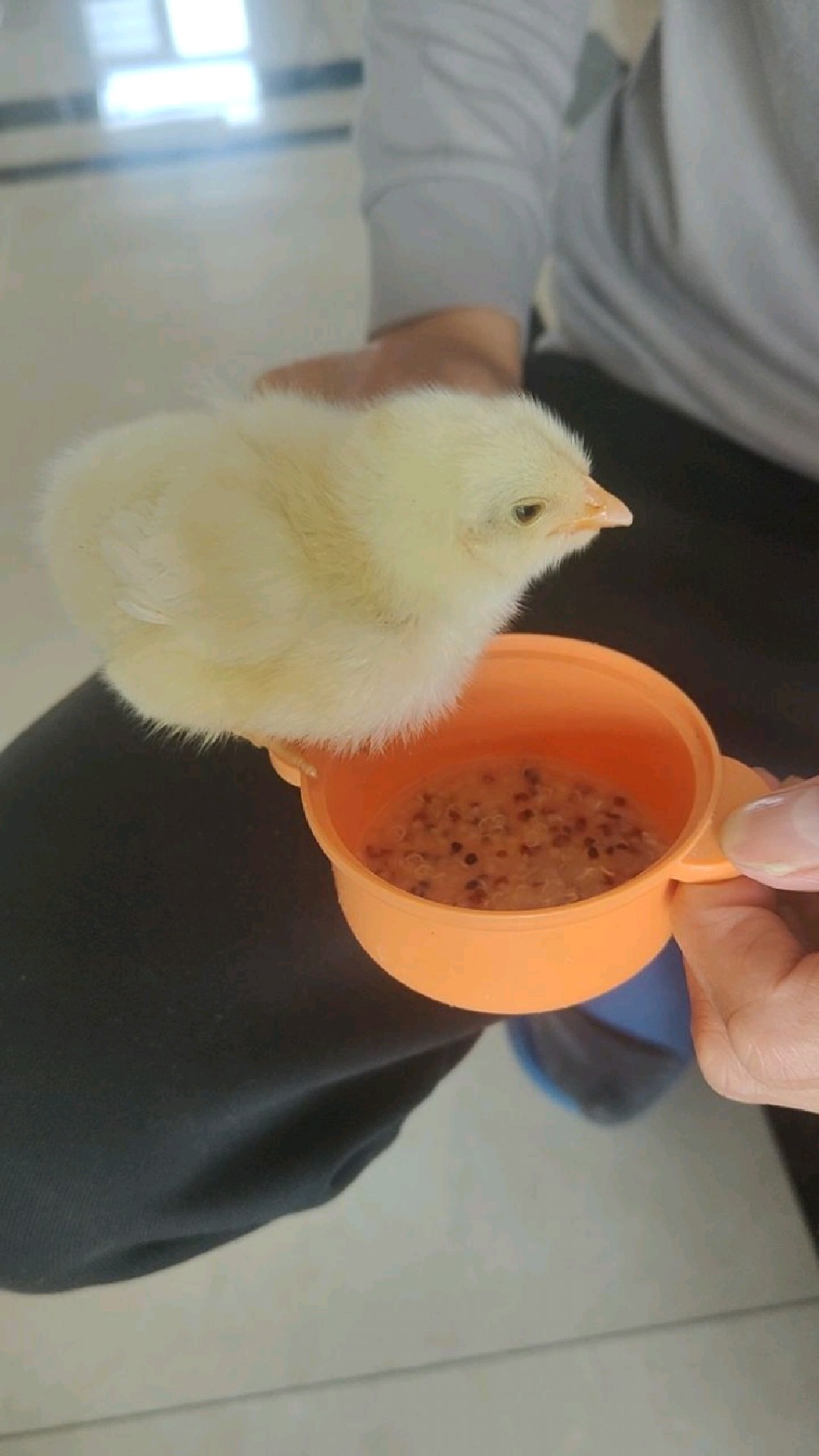 超市买鸡蛋送的小鸡,养了三个月长这么大,这会是一只能下蛋的鸡吗-度