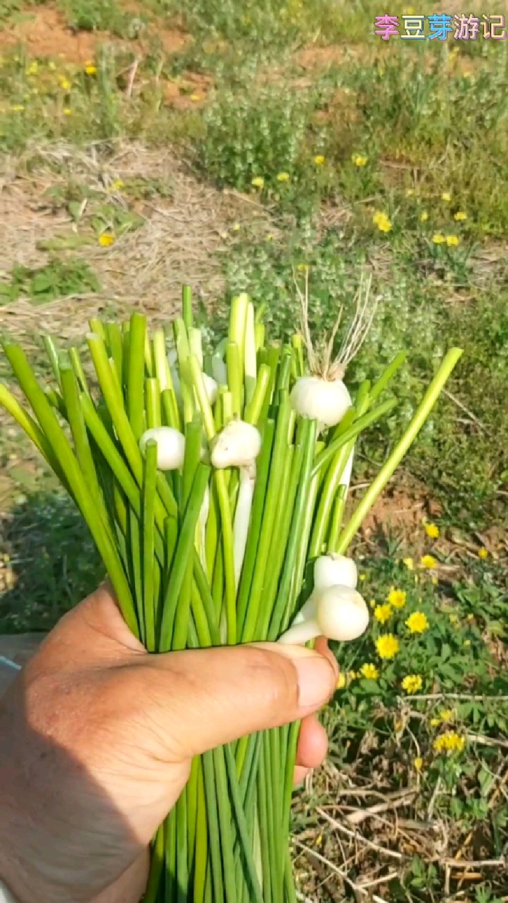 野蒜苔,也可称其为野葱胎.-度小视