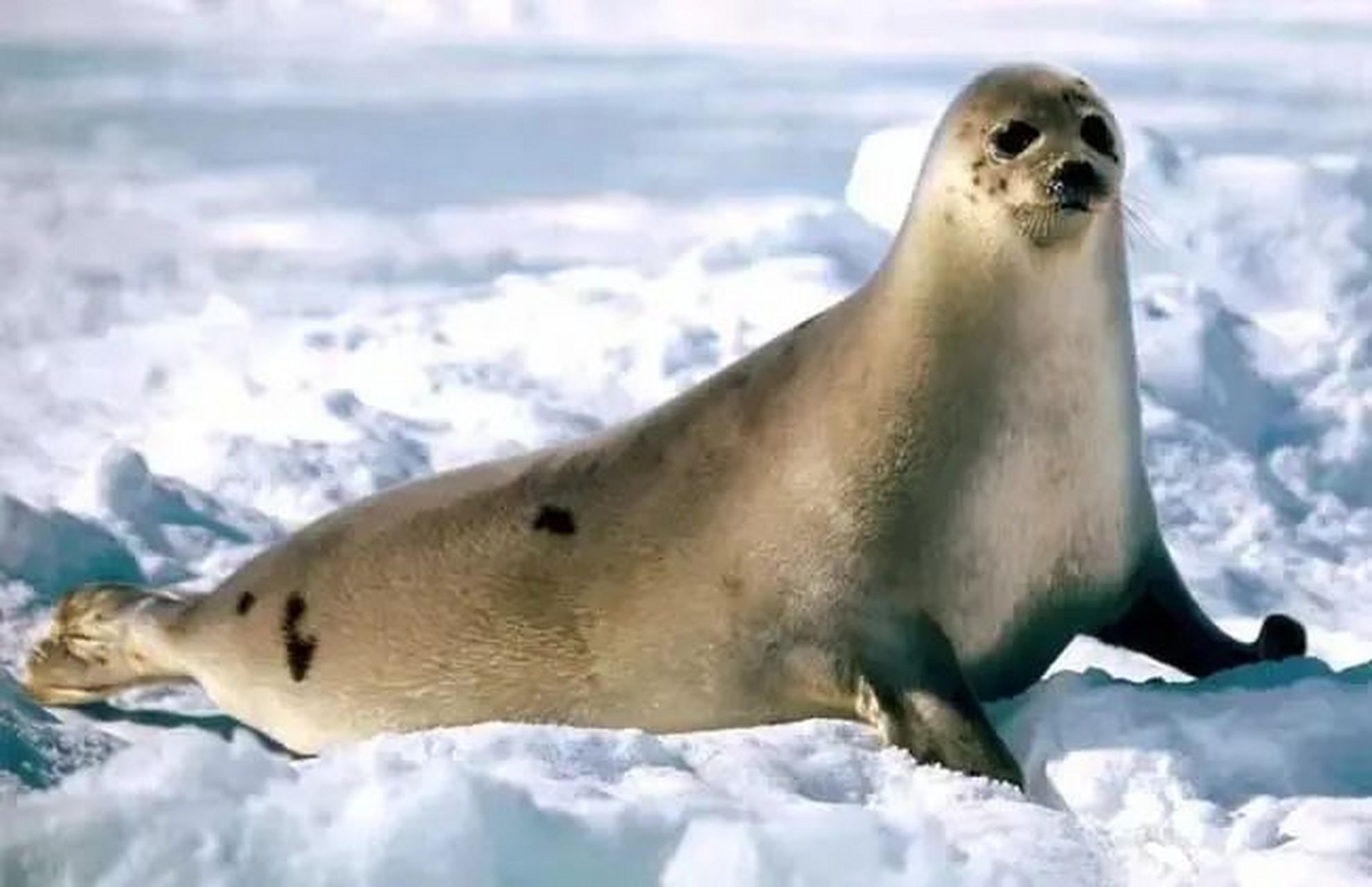 豹型海豹体型上虽然没有世界上最大的海豹那么大.