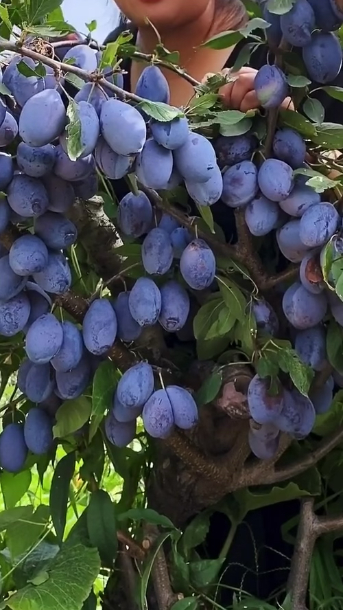 蓝蜜西梅李子苗新疆主栽品种耐寒抗旱自花结实率高稳产性强
