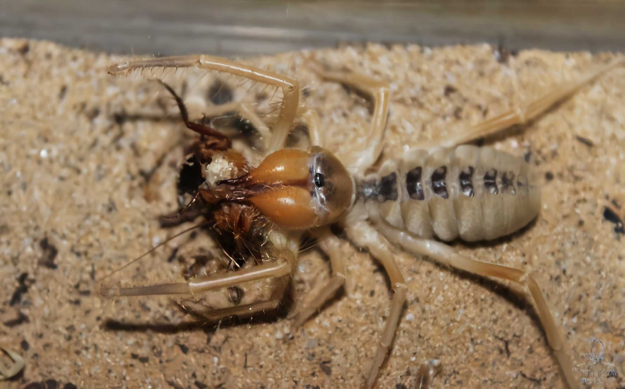 避日蛛又日蛛,日蝎,凤蝎,骆驼蜘蛛,是避日蛛科的统称,共有1100多种