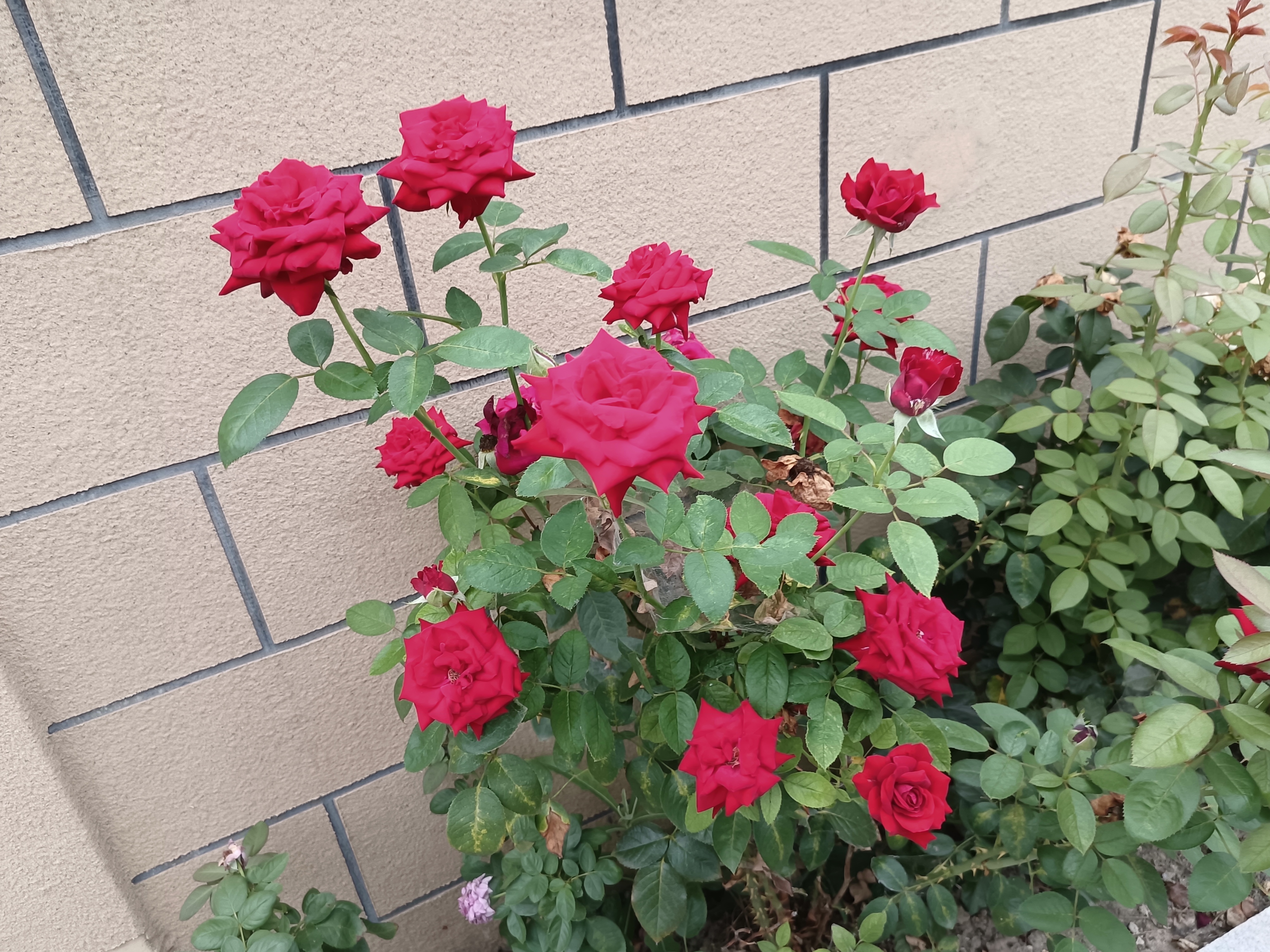 夏日月季梅朗口红盛开,红色花朵灿烂旺盛,喜气快乐