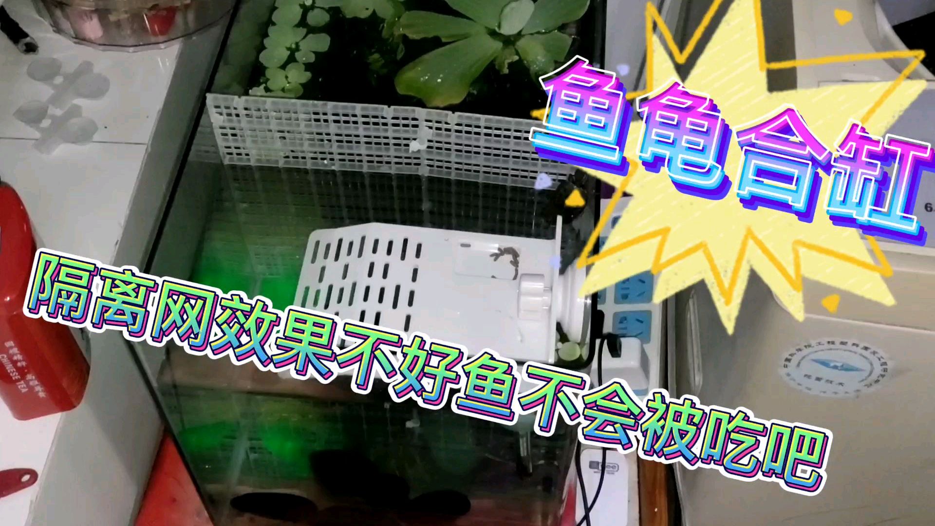 鱼龟合缸但隔离网效果不好,鱼还能活吗?看看它们的第一次相处吧