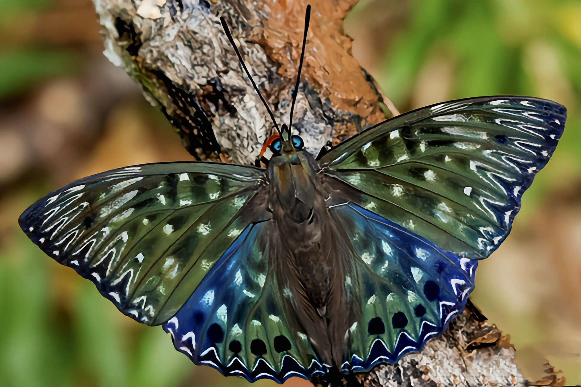 每天认识一种昆虫——电蛱蝶 电蛱蝶别名流星蛱蝶,原产于亚洲东部至