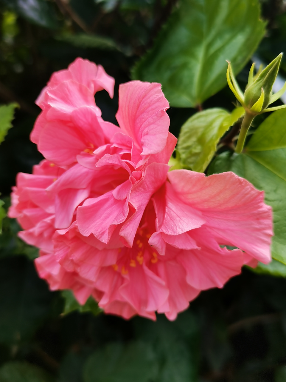 98重瓣朱槿因其花是重瓣,且花似木槿,朝开暮萎,花开不绝而得名.