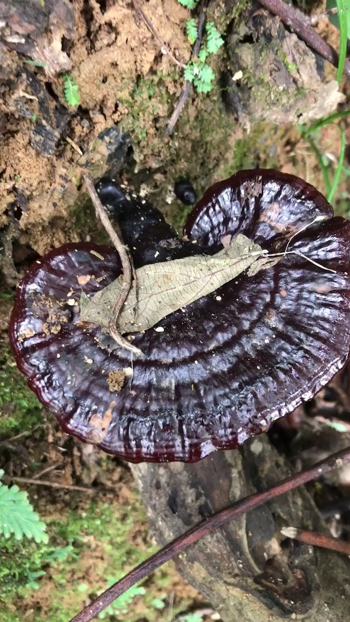 灵芝芽图片图片