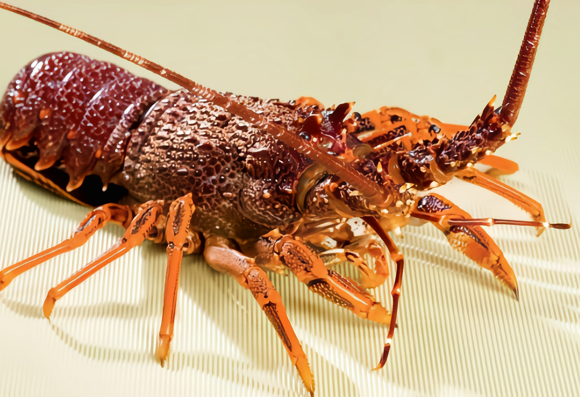 澳大利亚南澳龙虾图片