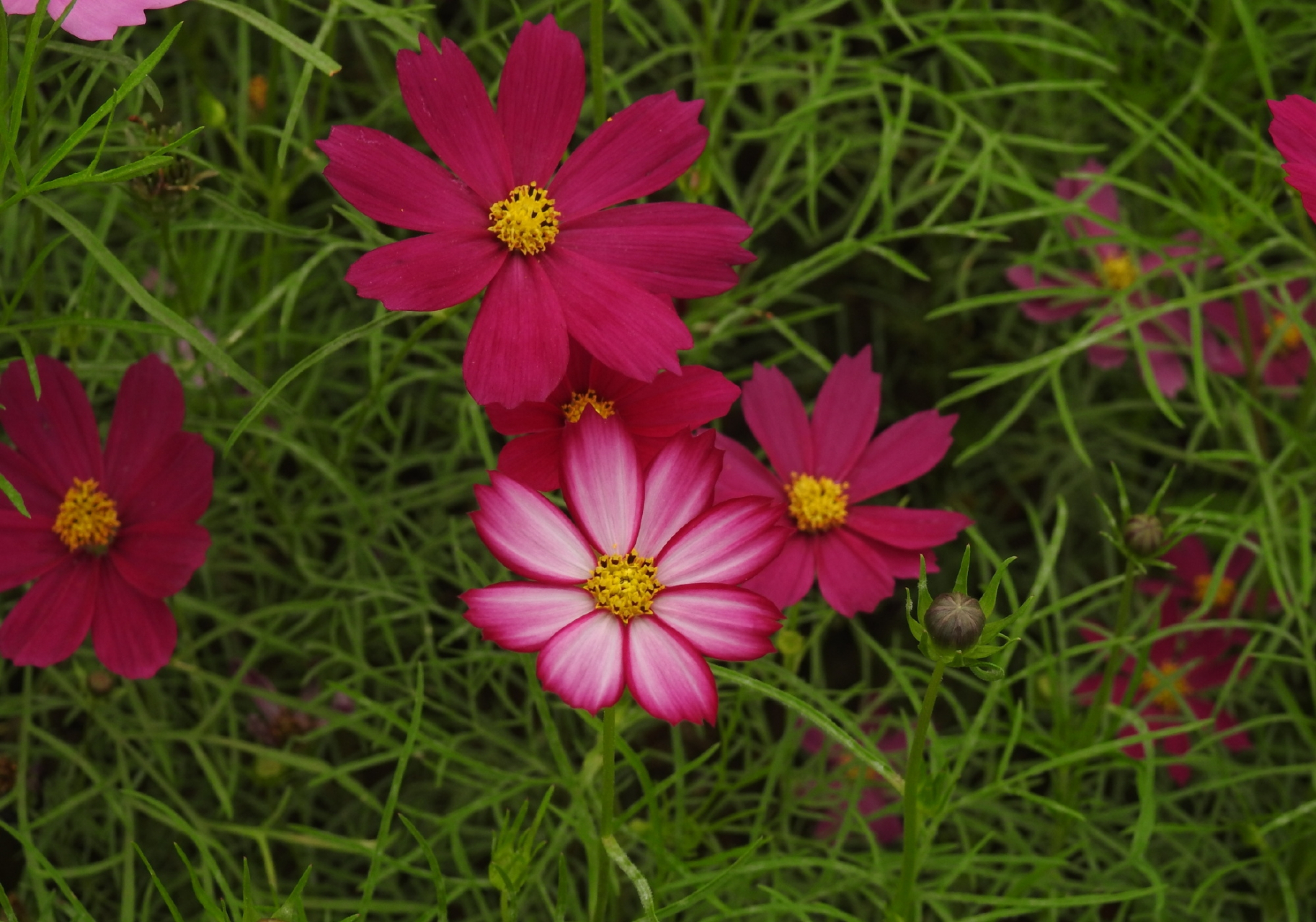 红色的波斯菊植物.