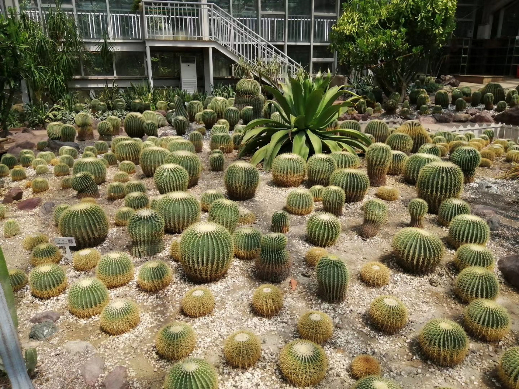 成都植物园沙生植物馆,房间里开着42度的空调,待在里面像在蒸桑拿.