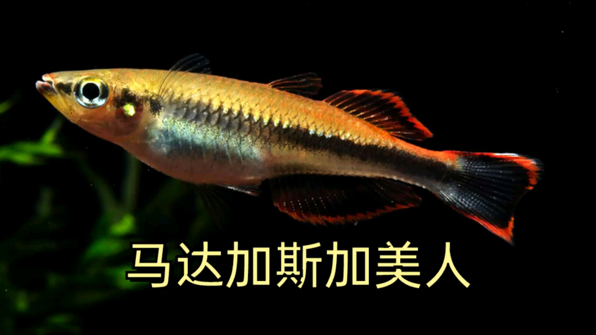 群游非常好的草缸彩虹鱼