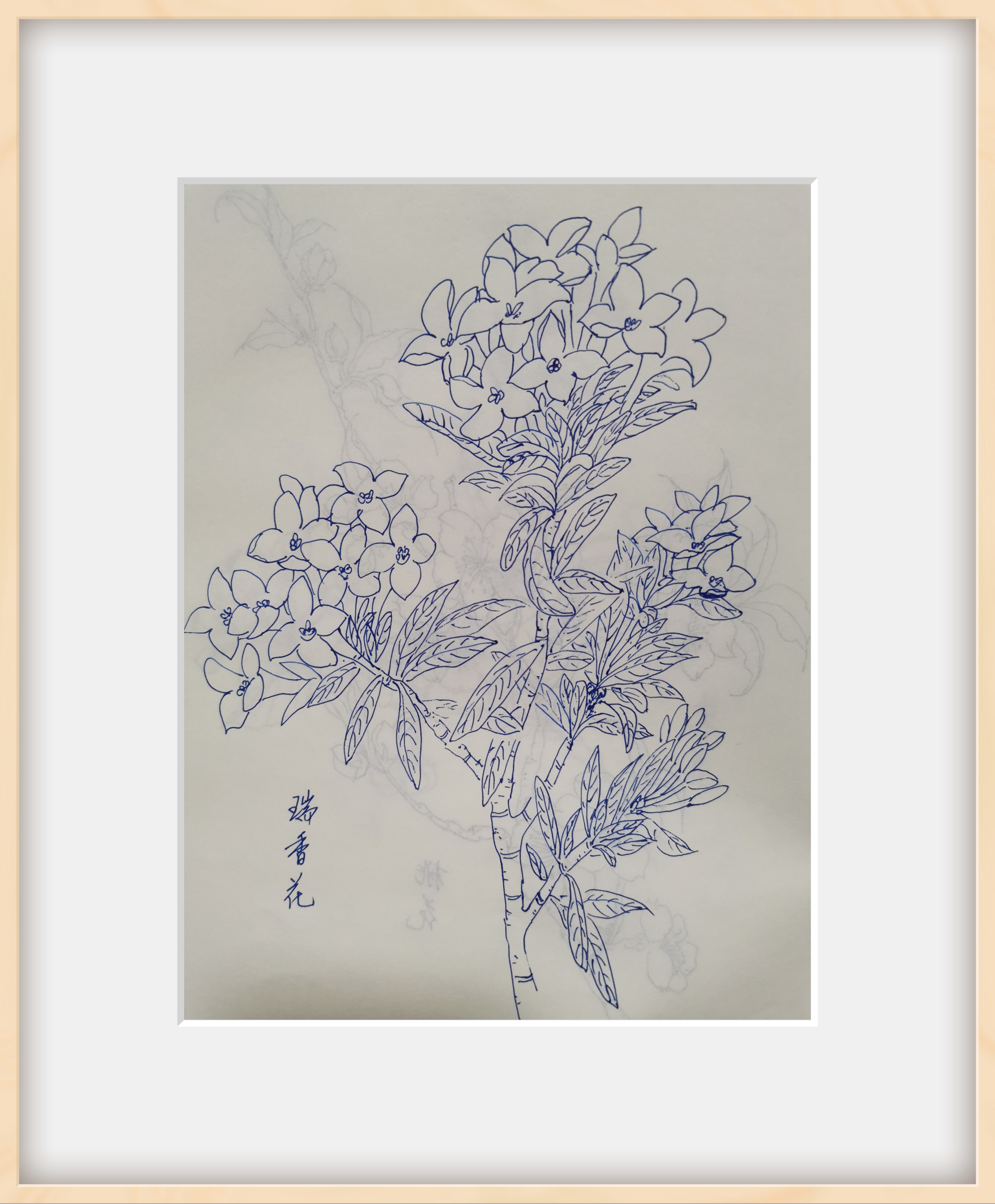 瑞香花简笔画彩色图片