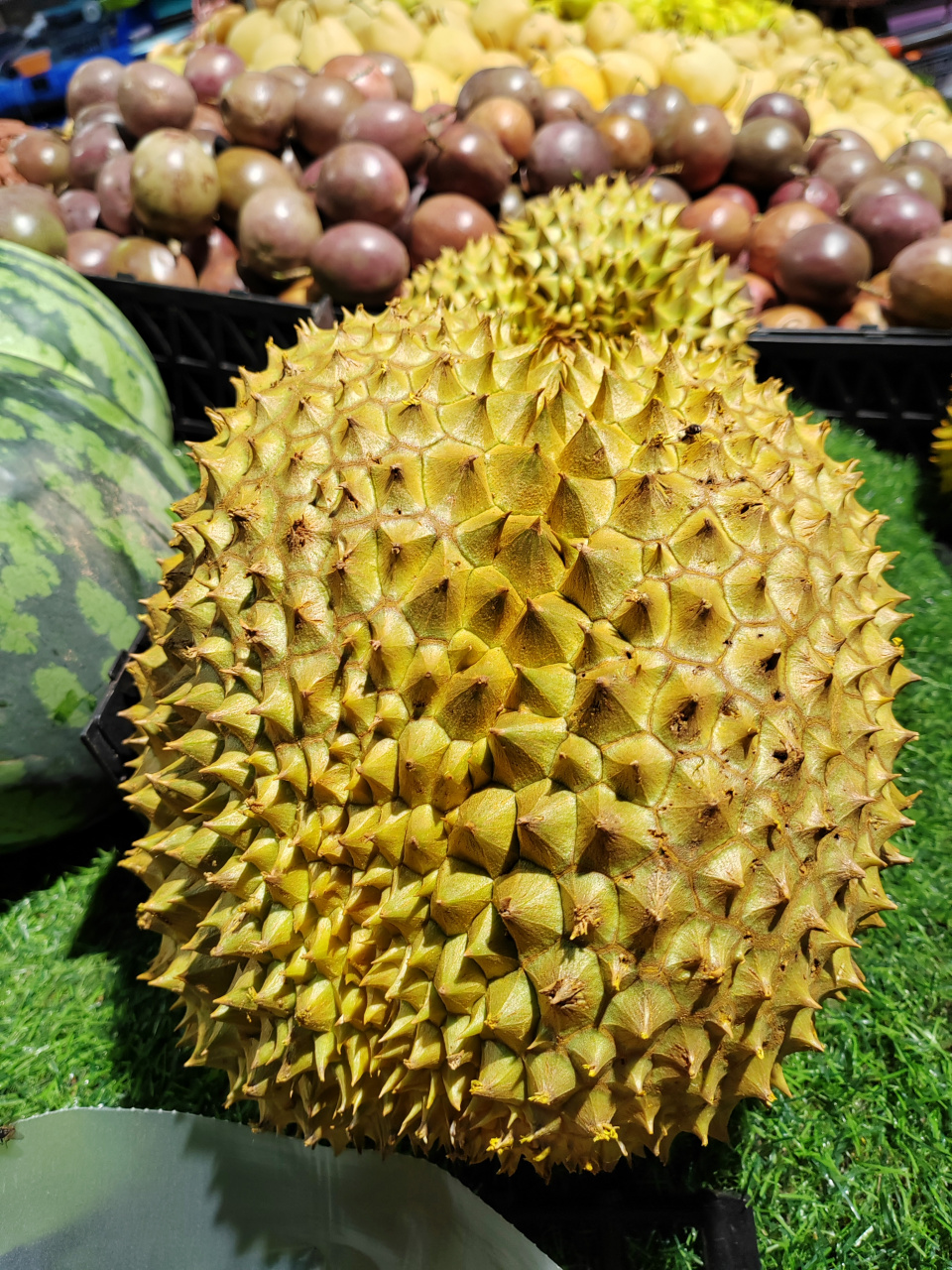 分享图片:菠萝蜜与榴莲是近亲吗?好家伙,都是满身带刺[嘻嘻]