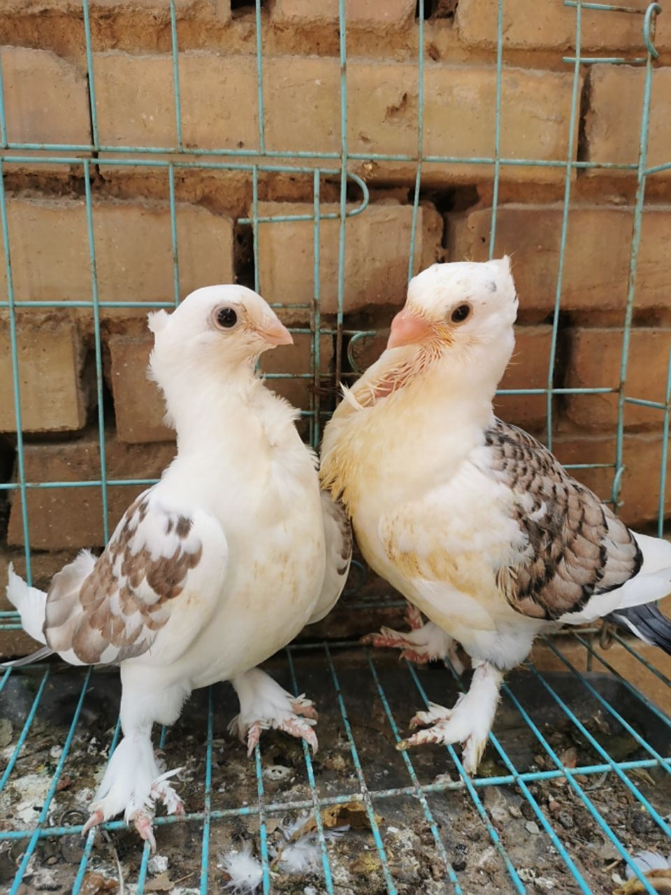 花色淑女鸽子,出售一对!